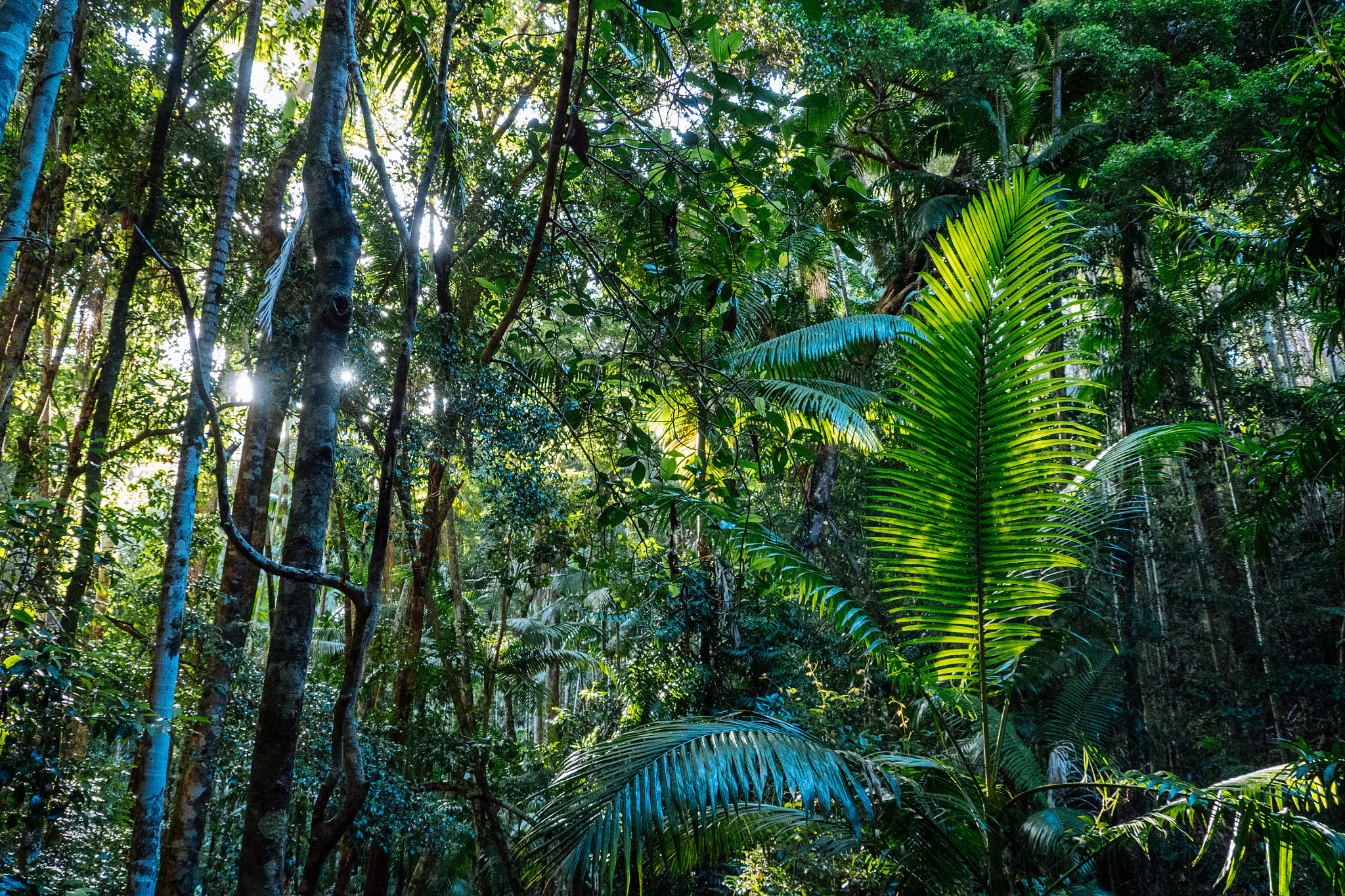 Panasonic Lumix DMC-GH4 sample photo. Fraser island forrest photography