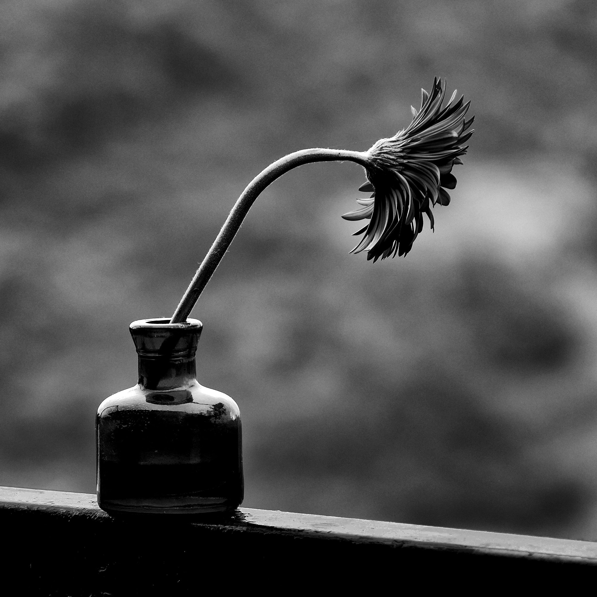 XF100-400mmF4.5-5.6 R LM OIS WR + 1.4x sample photo. Red aster... photography