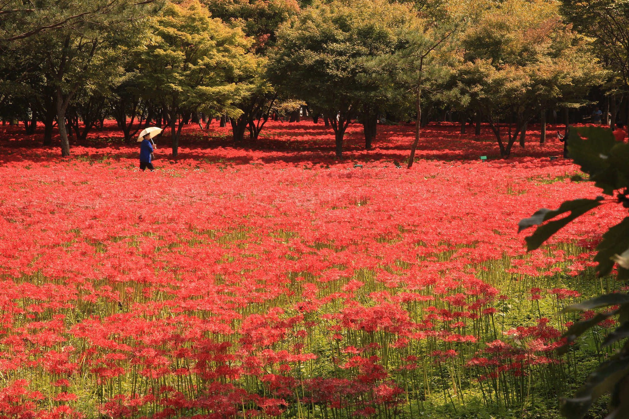 Canon EOS 650D (EOS Rebel T4i / EOS Kiss X6i) sample photo. Autumn photography