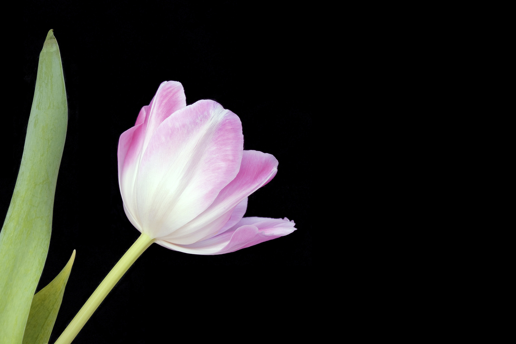 Canon EOS 5D + Canon EF 100mm F2.8 Macro USM sample photo. Pink tulip photography