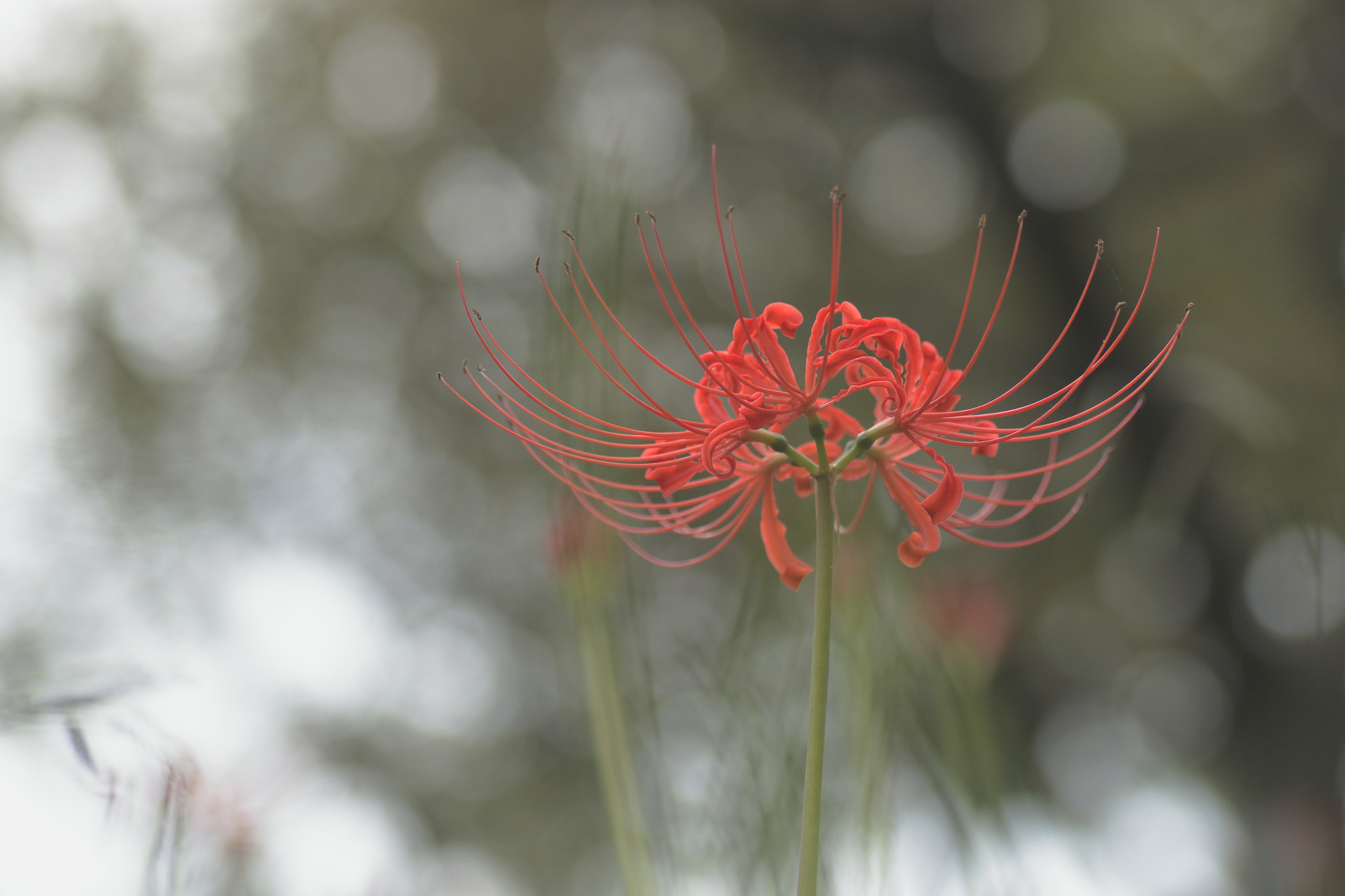 Canon EOS 7D Mark II + Tamron SP AF 90mm F2.8 Di Macro sample photo. ...曼珠沙華。 photography