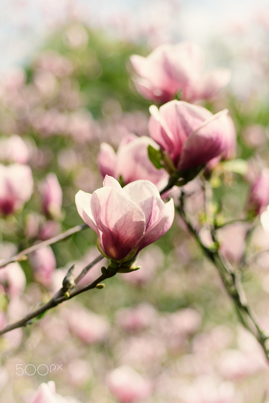 Nikon AF Micro-Nikkor 60mm F2.8D sample photo. Magnolia spring flowers photography