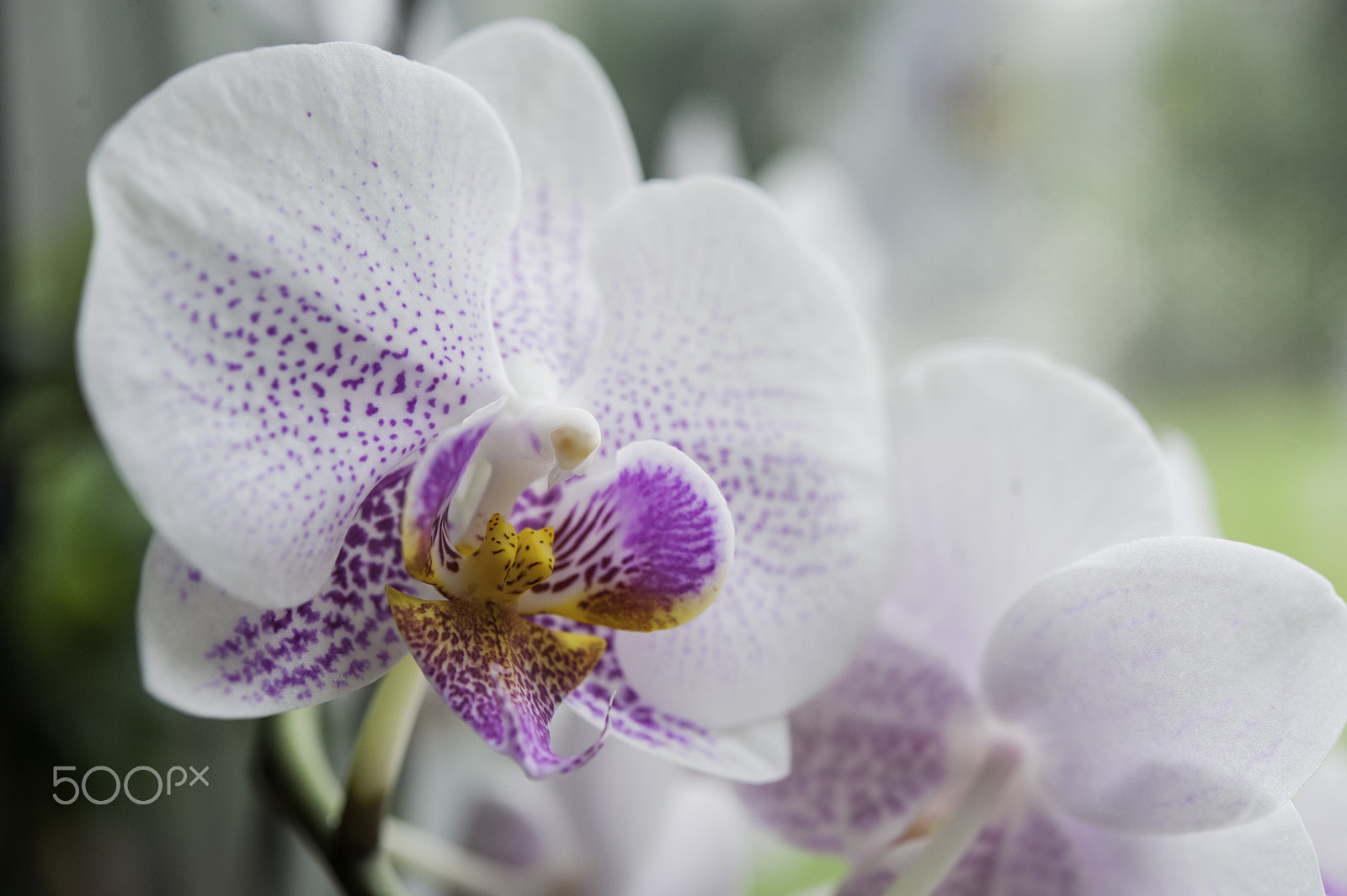 Nikon D3 sample photo. Orchid photography