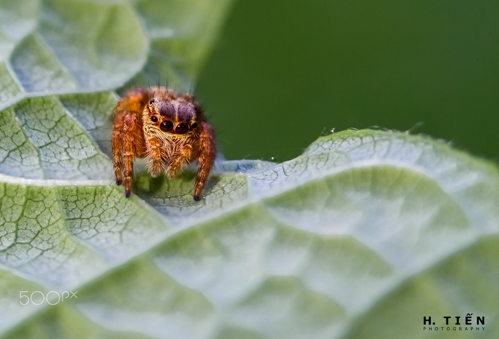 Canon EF 70-210mm f/3.5-4.5 USM sample photo. Yellow jumping spider photography