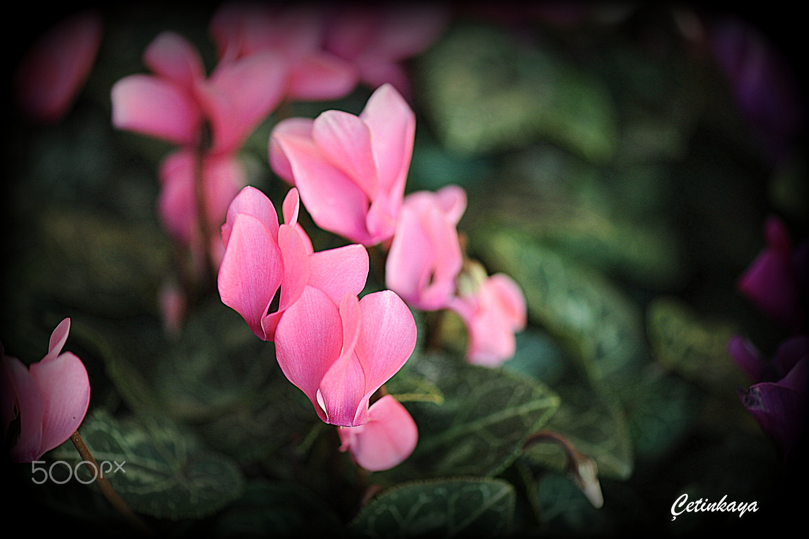 Nikon D3 sample photo. Pınk world photography