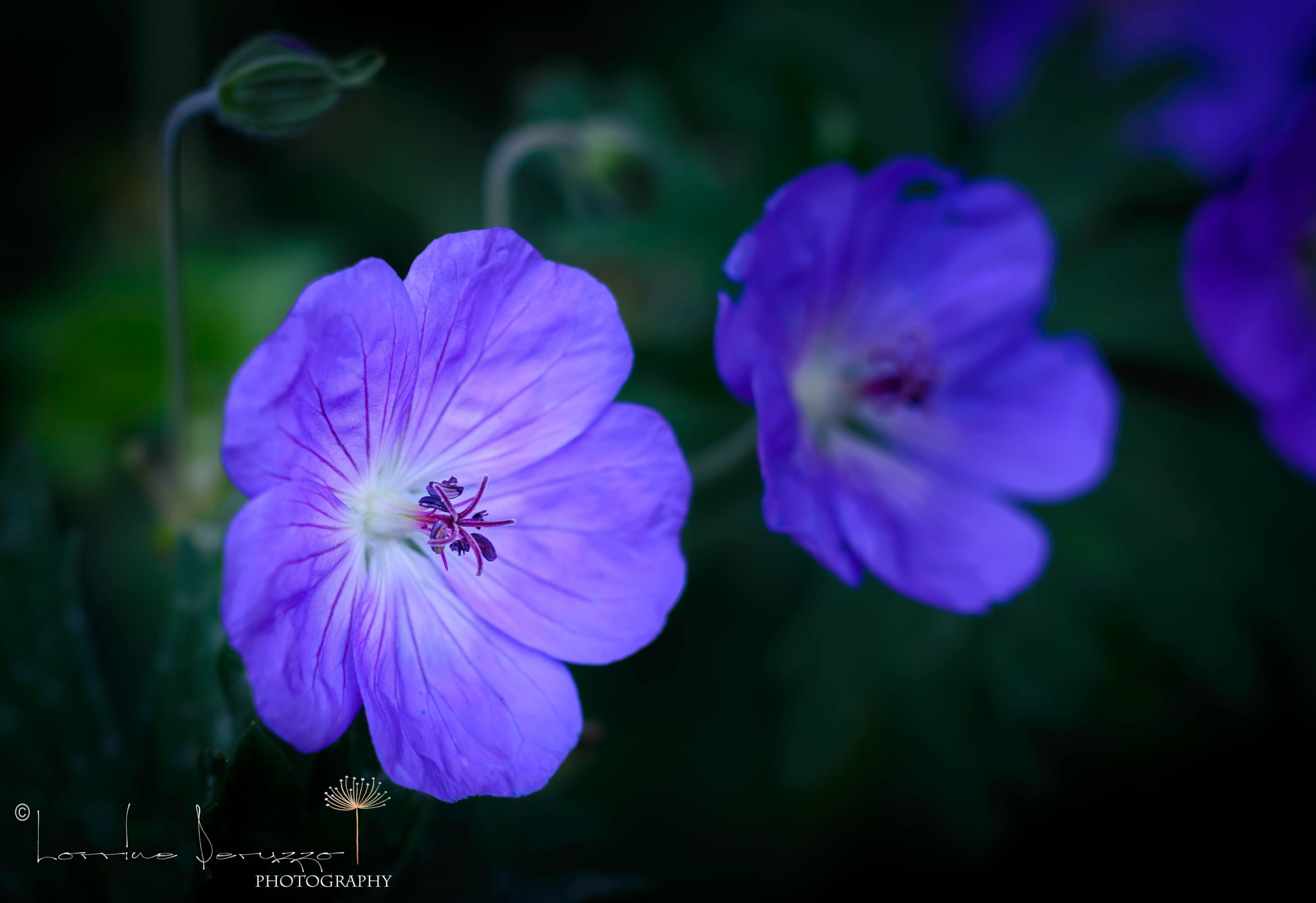 Nikon D600 + Nikon AF Nikkor 85mm F1.8D sample photo. Blue fall photography