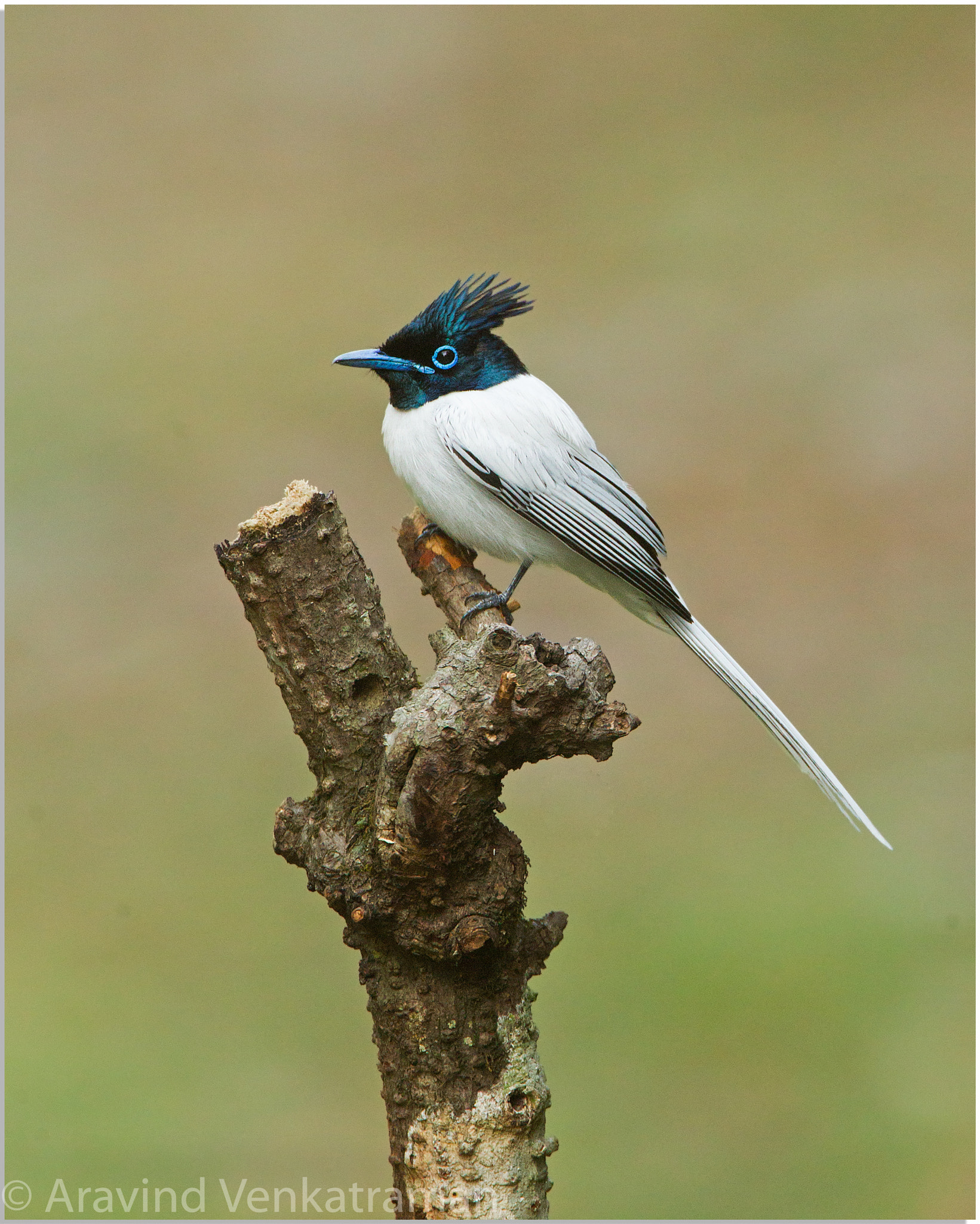 Canon EF 500mm F4L IS USM sample photo. Indian paradise flycatcher photography