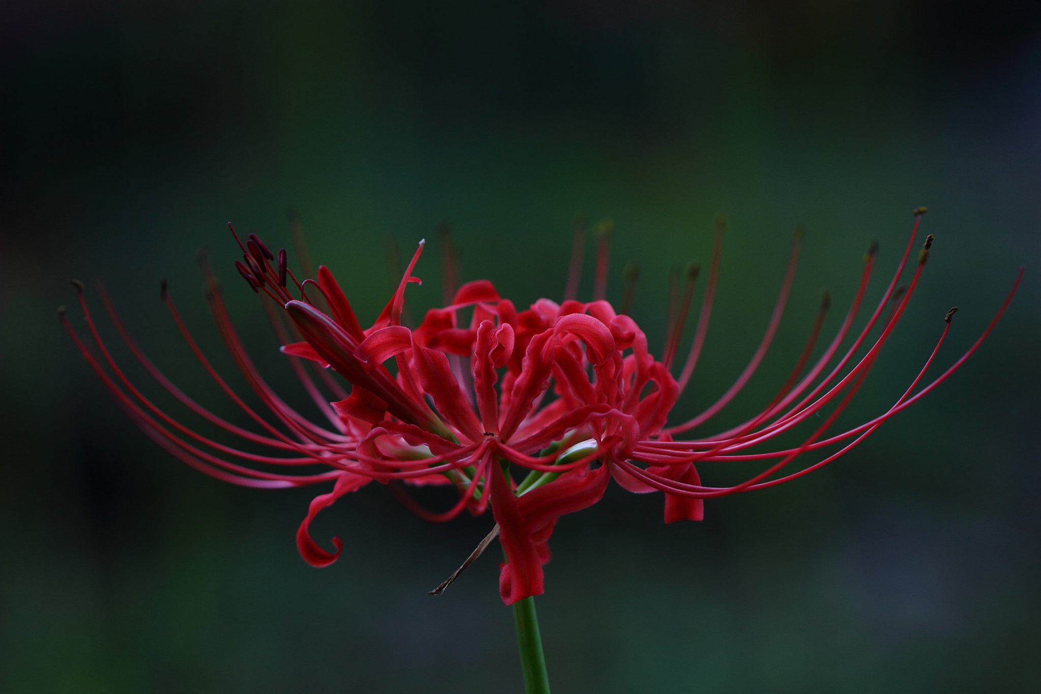 Canon EF 100mm F2.8L Macro IS USM sample photo. Cluster amaryllis photography