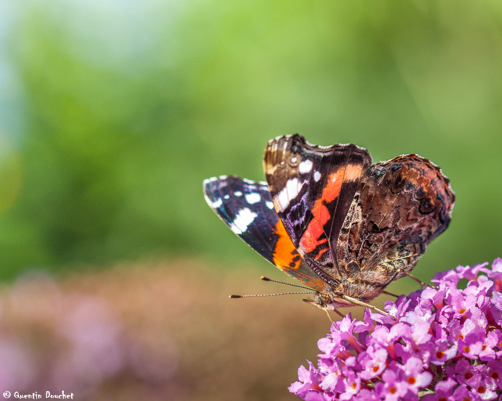 Canon EF 100mm F2.8 Macro USM sample photo. Papillon vulcain photography