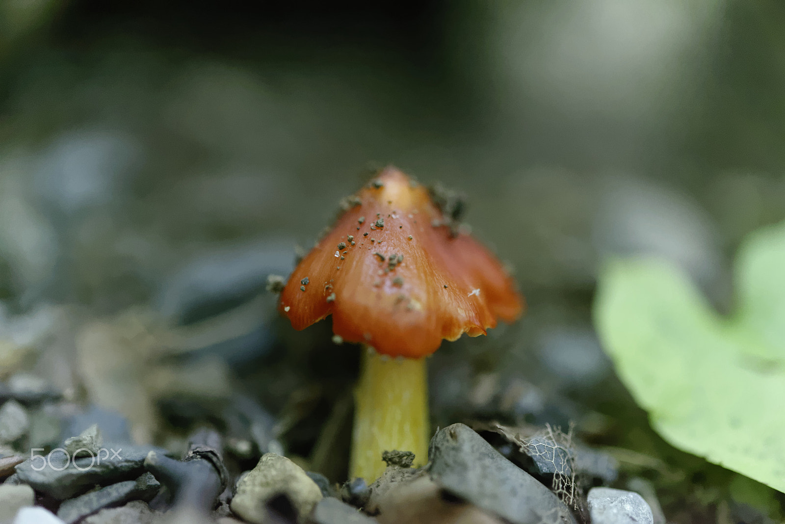 Nikon AF-S Micro-Nikkor 60mm F2.8G ED sample photo. Mushroom photography