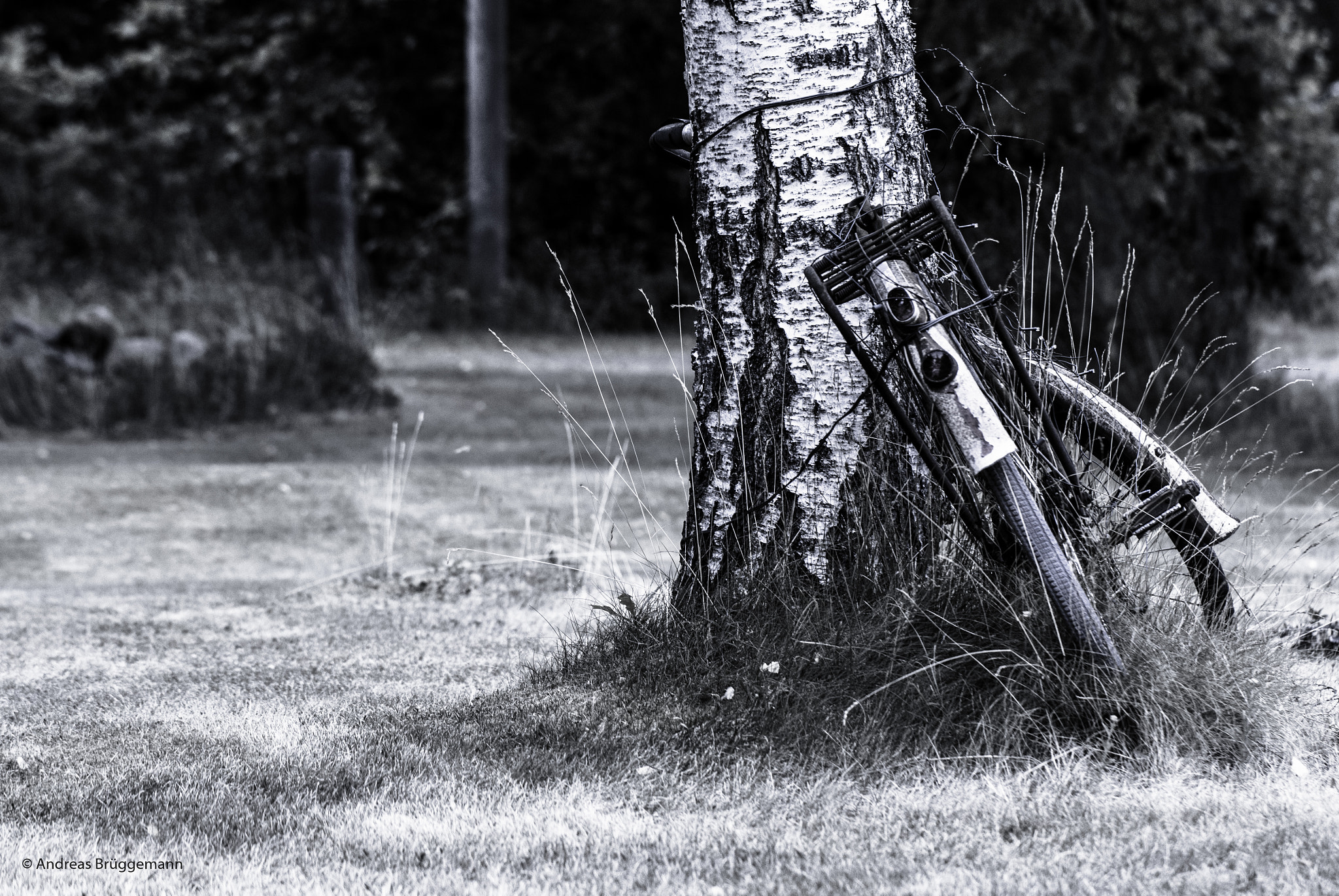 Canon EOS 60D + Canon EF 100mm F2.8L Macro IS USM sample photo. Bike on tree photography
