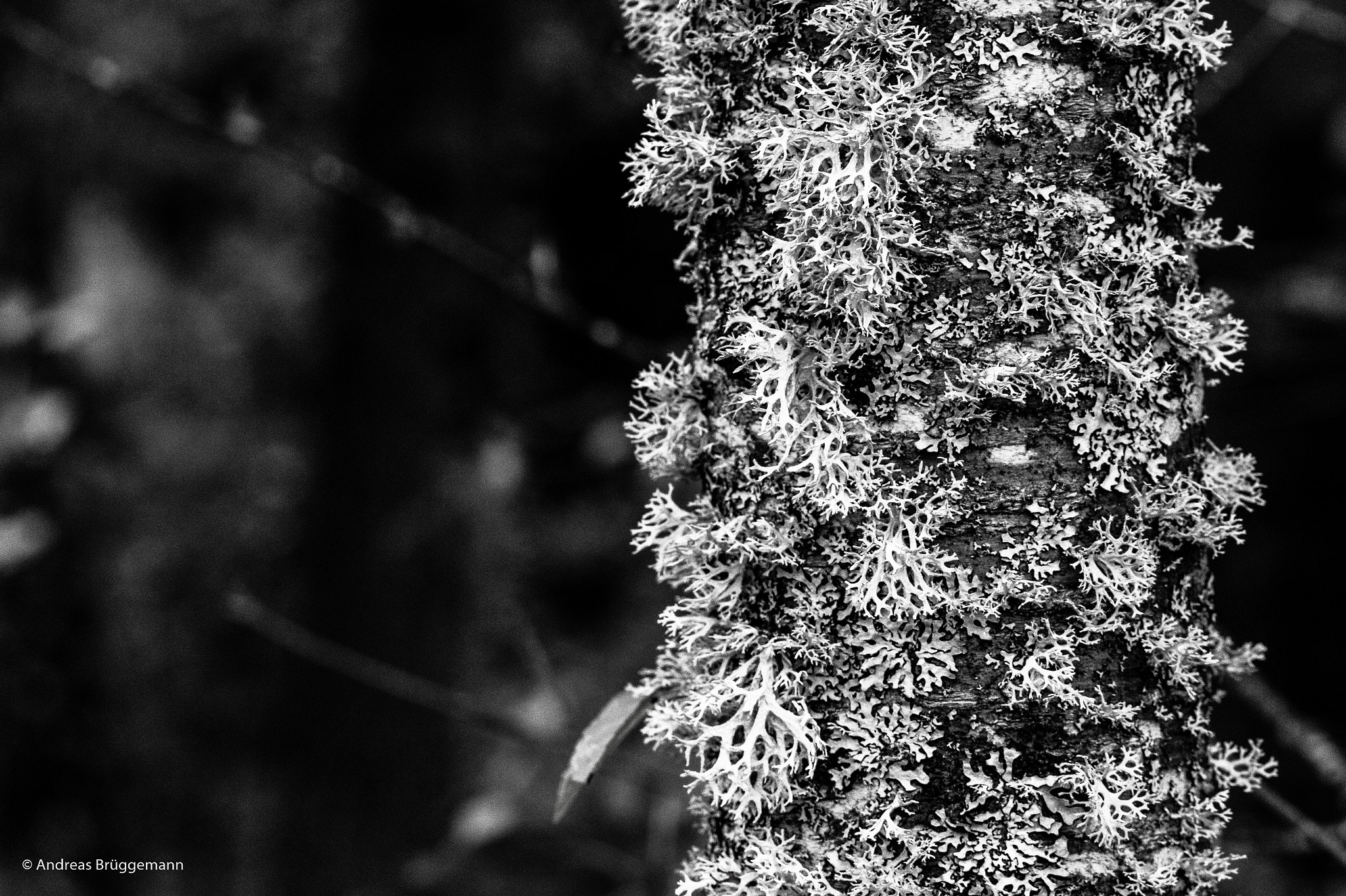 Canon EOS 60D + Canon EF 100mm F2.8L Macro IS USM sample photo. Struktur_3 photography