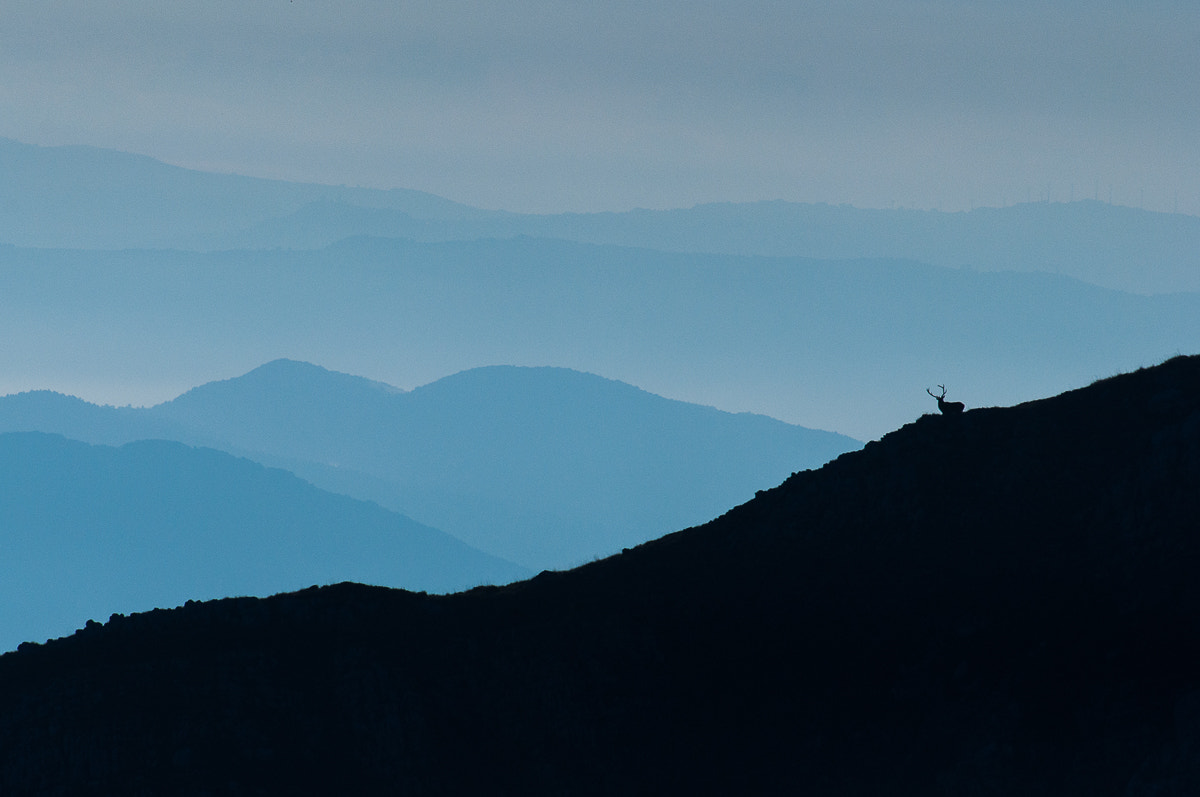 AF-S Nikkor 300mm f/2.8D IF-ED II sample photo. Suoni primordiali photography