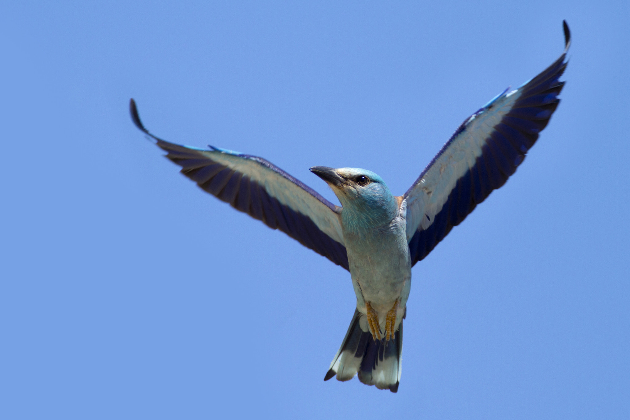 Canon EF 300mm f/2.8L + 1.4x sample photo. Colorful roller photography