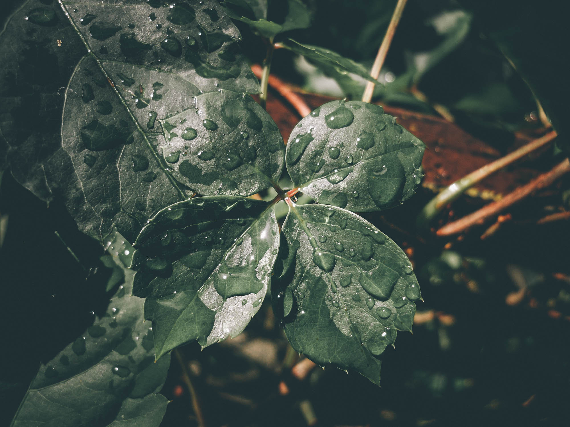 Samsung ES20/ VLUU ES20/  SL35 sample photo. Rain photography