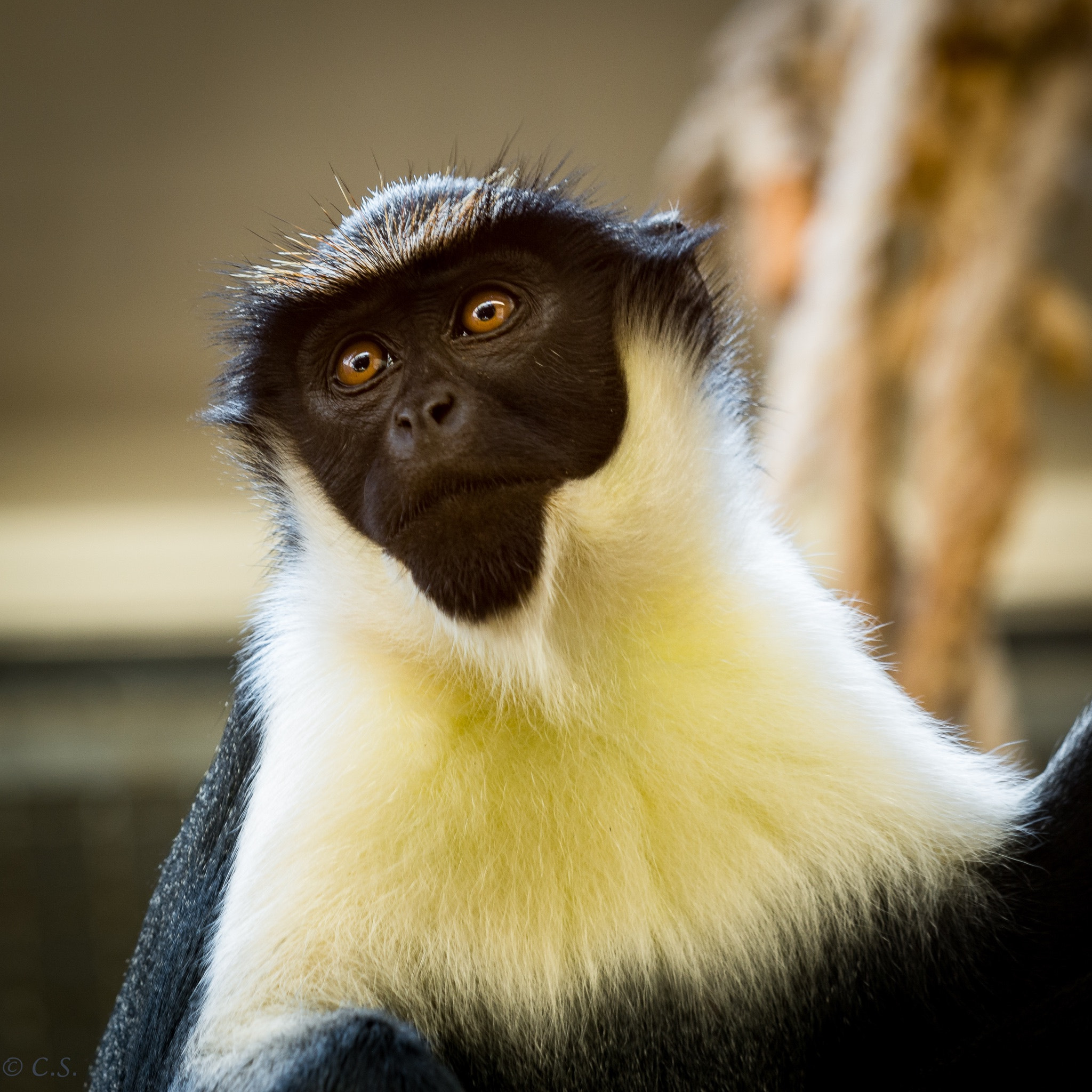 Nikon AF-S Nikkor 200-500mm F5.6E ED VR sample photo