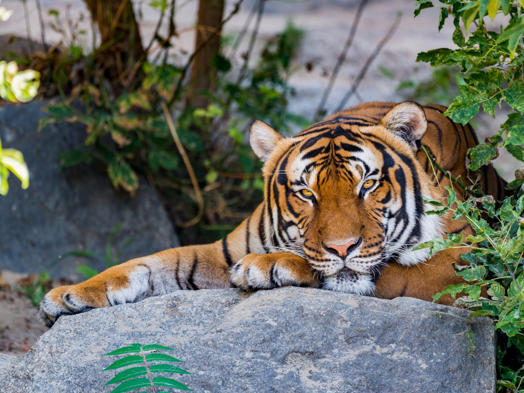 Nikon AF-S Nikkor 200-500mm F5.6E ED VR sample photo