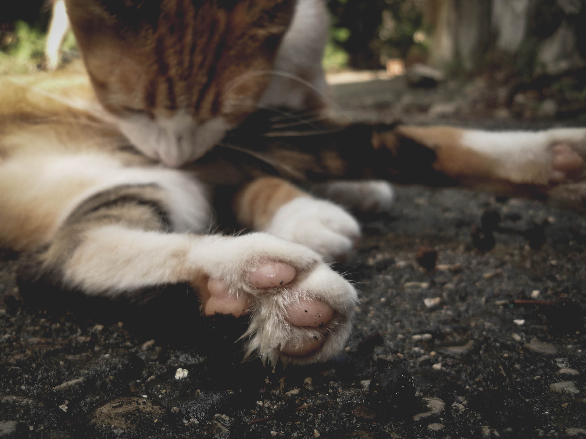 Samsung ES20/ VLUU ES20/  SL35 sample photo. Paws 3 photography