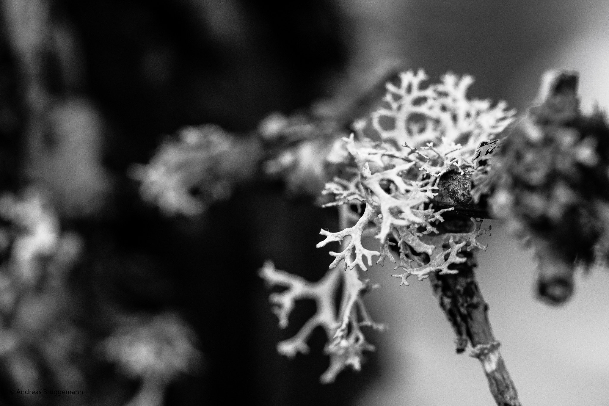 Canon EOS 60D + Canon EF 100mm F2.8L Macro IS USM sample photo. Struktur_1 photography