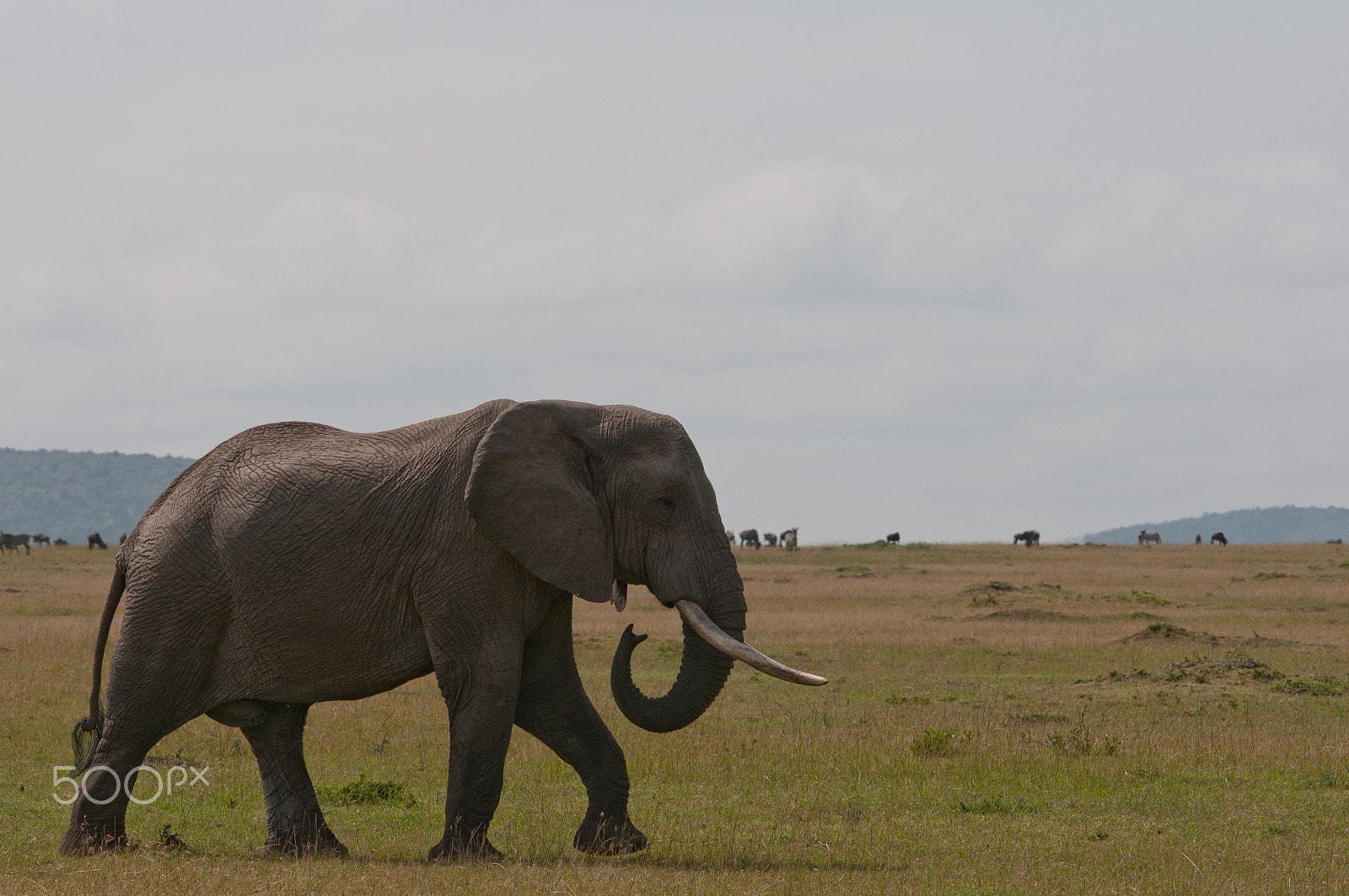 Sigma 150-500mm F5-6.3 DG OS HSM sample photo. A stroll in the mara photography