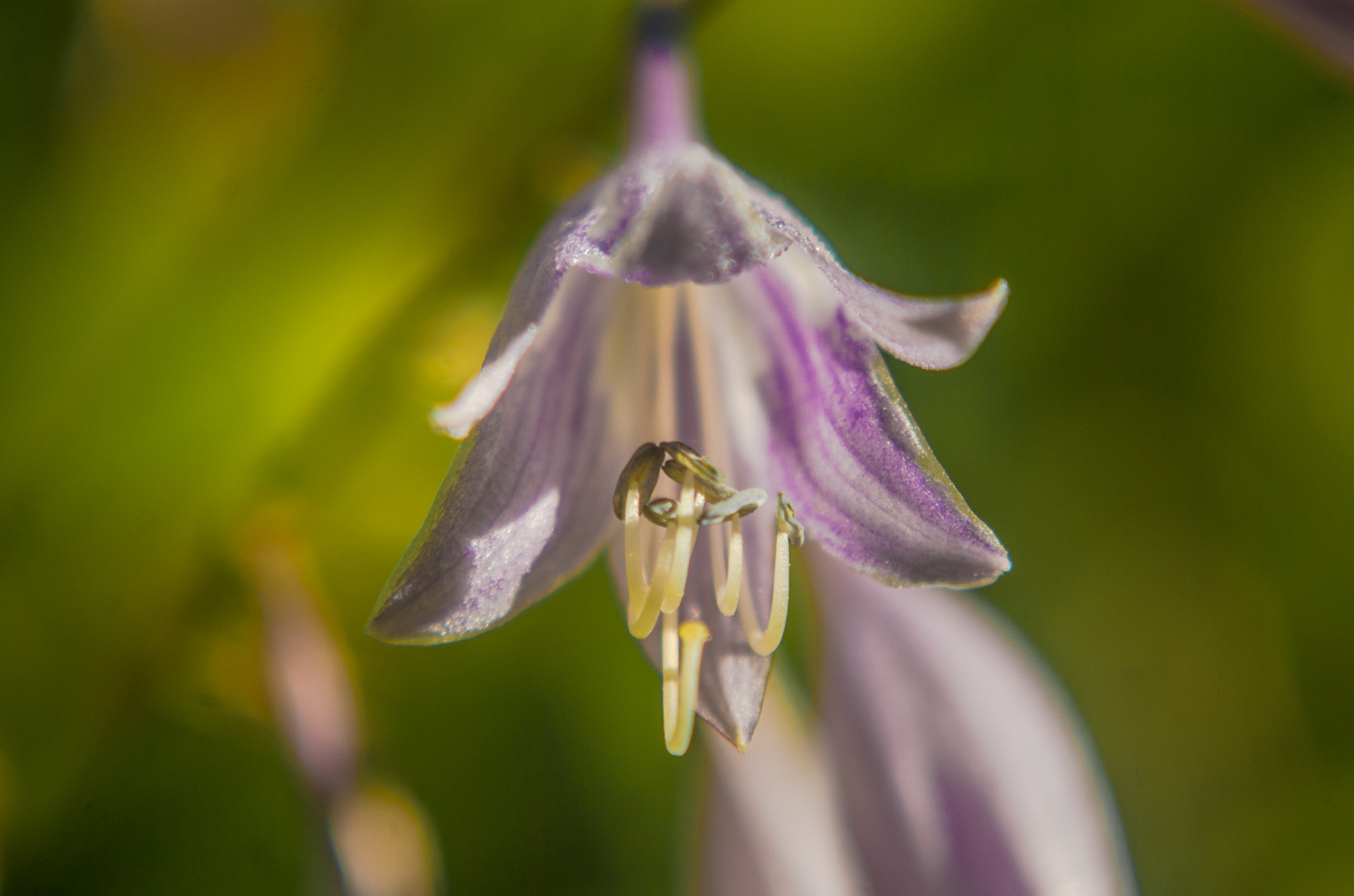 Pentax K10D + A Series Lens sample photo. Morning purple photography