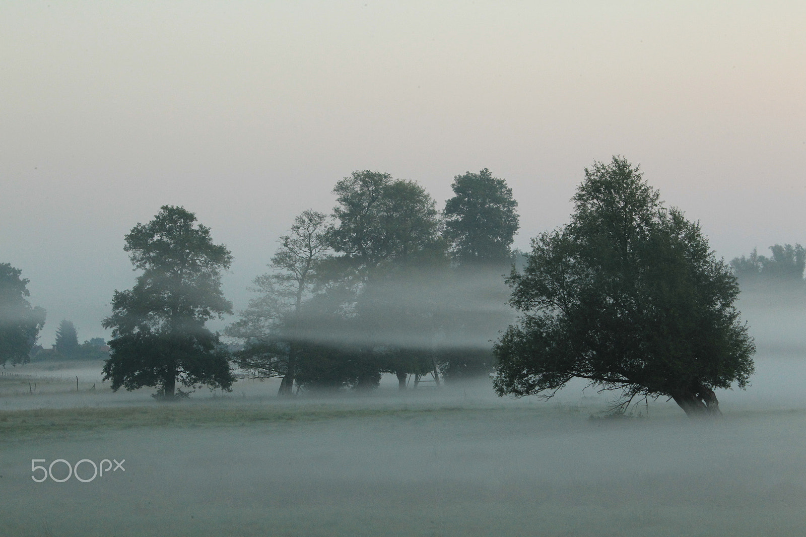 Canon EOS-1D Mark IV sample photo. Wiese im nebel photography