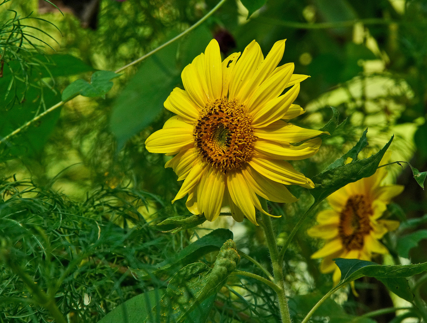 70-200mm F2.8 G SSM OSS II sample photo. Mini sunflower photography