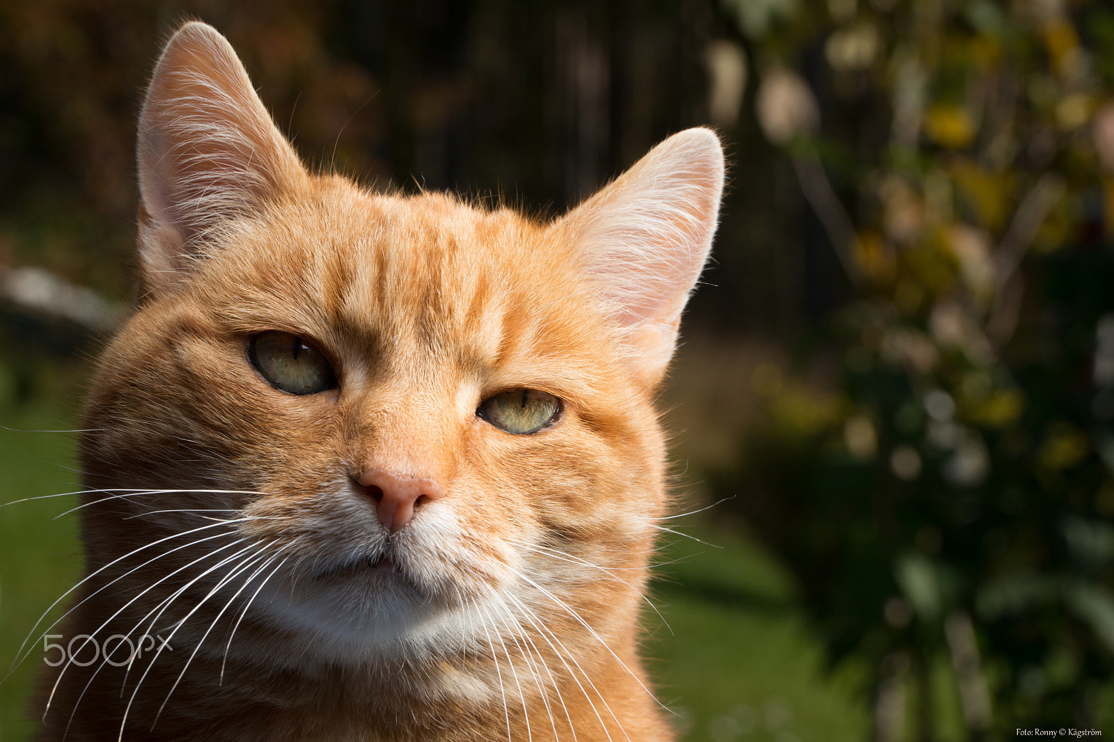 Sony a99 II + 90mm F2.8 Macro SSM sample photo. Gottfrid photography