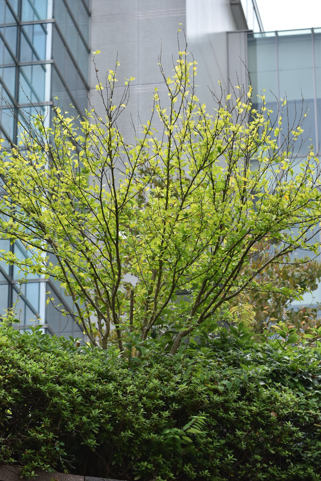 Nikon AF-S DX Micro-Nikkor 85mm F3.5G ED VR sample photo. Plant  photography