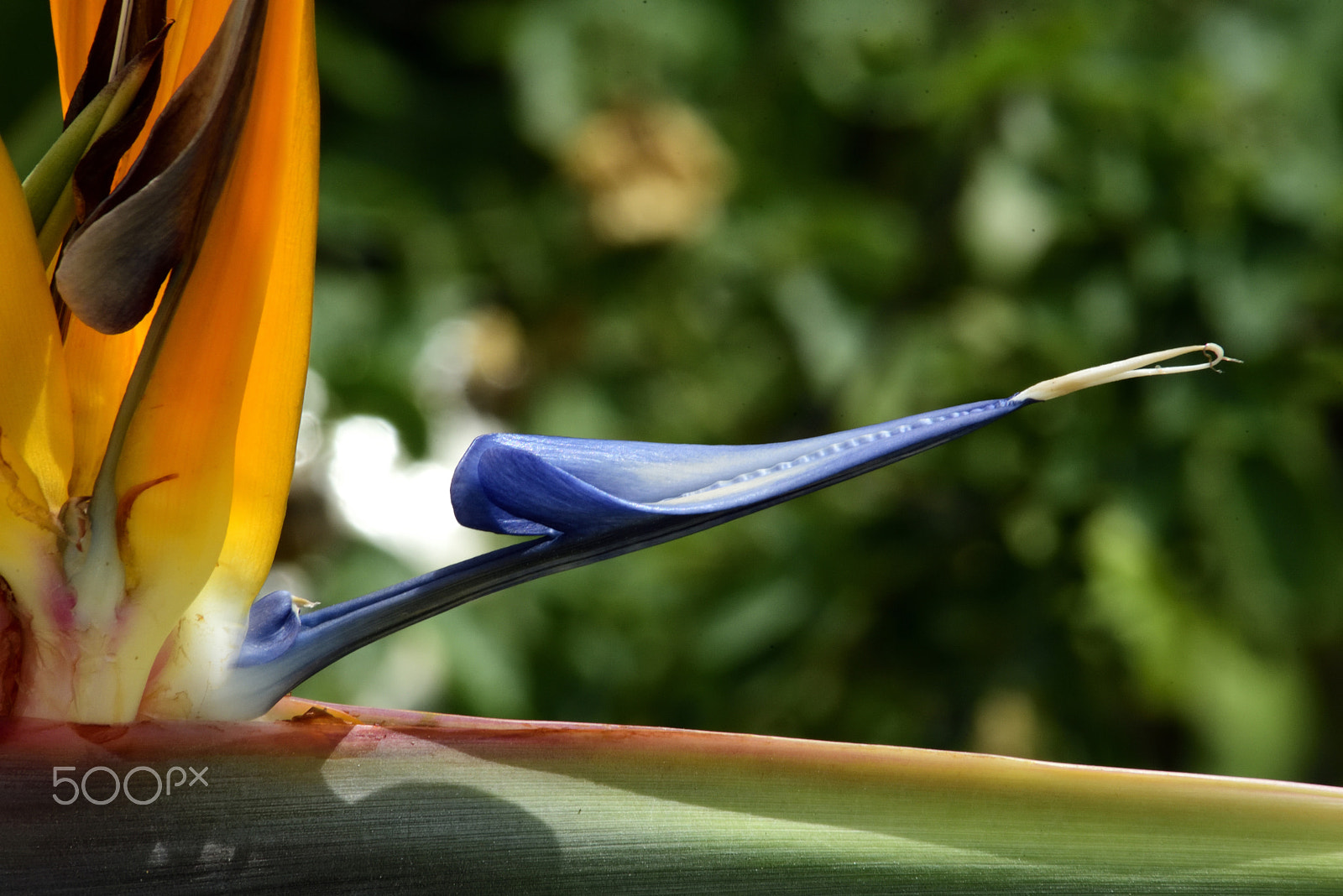 Sigma 70-300mm F4-5.6 APO Macro Super II sample photo. Strelitzia reginae photography