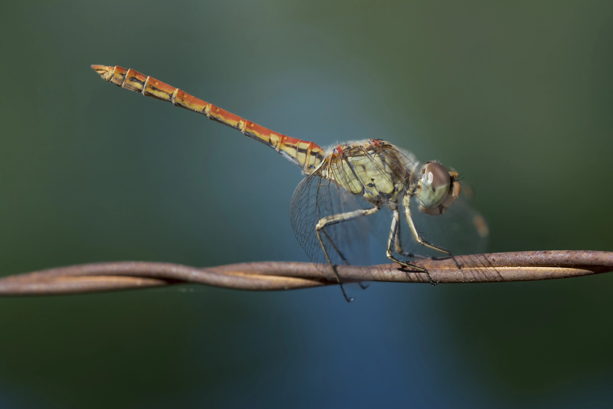 Nikon D7100 + AF Micro-Nikkor 60mm f/2.8 sample photo. Young male sympetrum sinaiticum photography