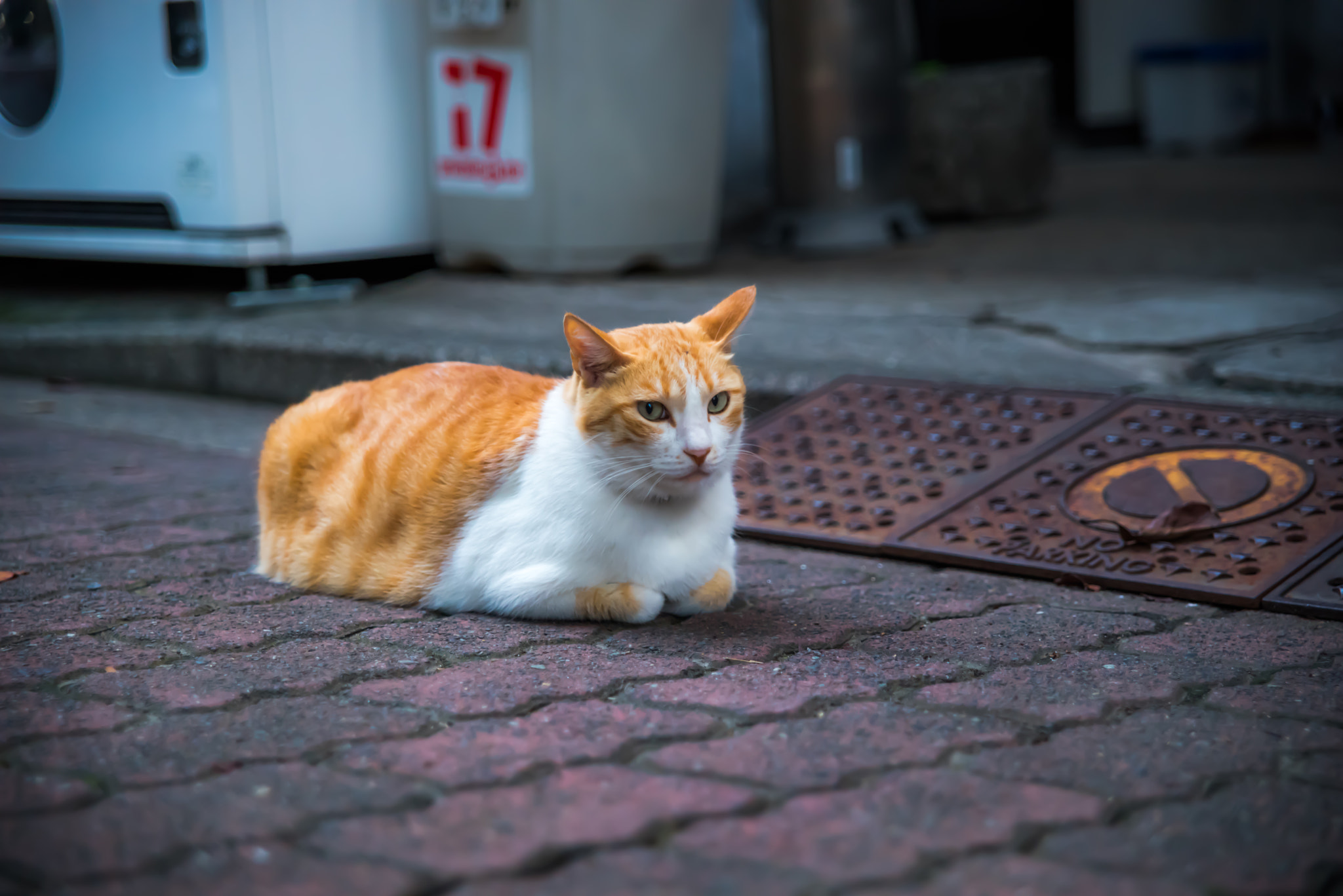 Sigma 24-70mm F2.8 EX DG HSM sample photo. Cat photography