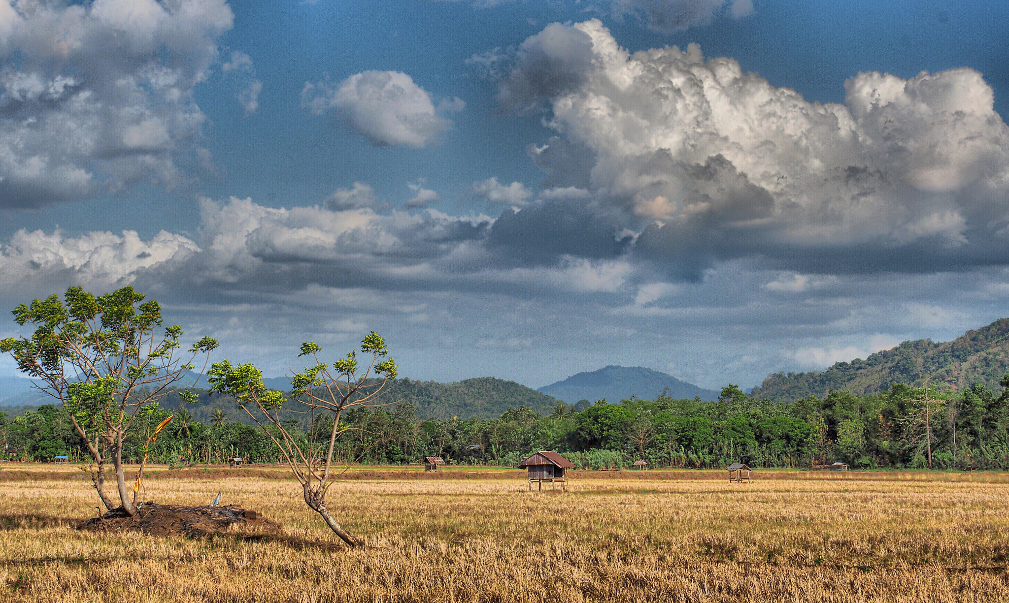 Olympus M.Zuiko Digital ED 12-40mm F2.8 Pro sample photo. Paddy field photography