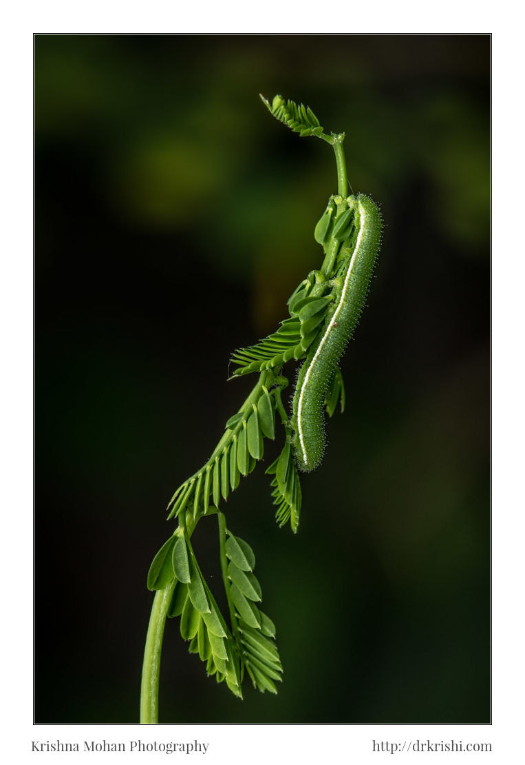 Canon EF 100mm F2.8L Macro IS USM sample photo. Common grass yellow caterpillar photography