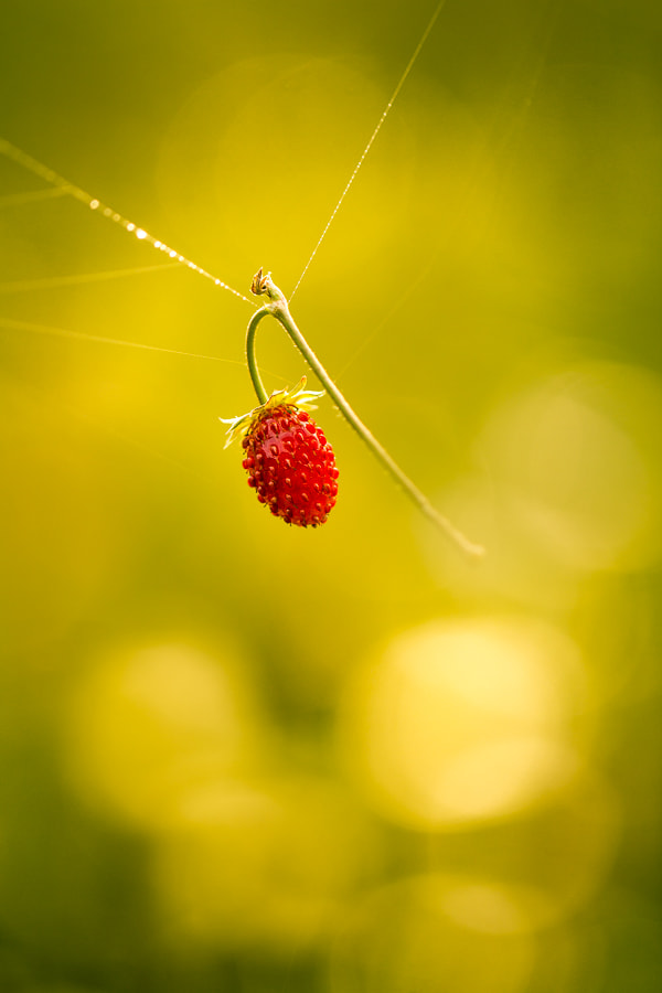 Canon EOS 60D + Canon EF 100mm F2.8L Macro IS USM sample photo. Waiting for you photography