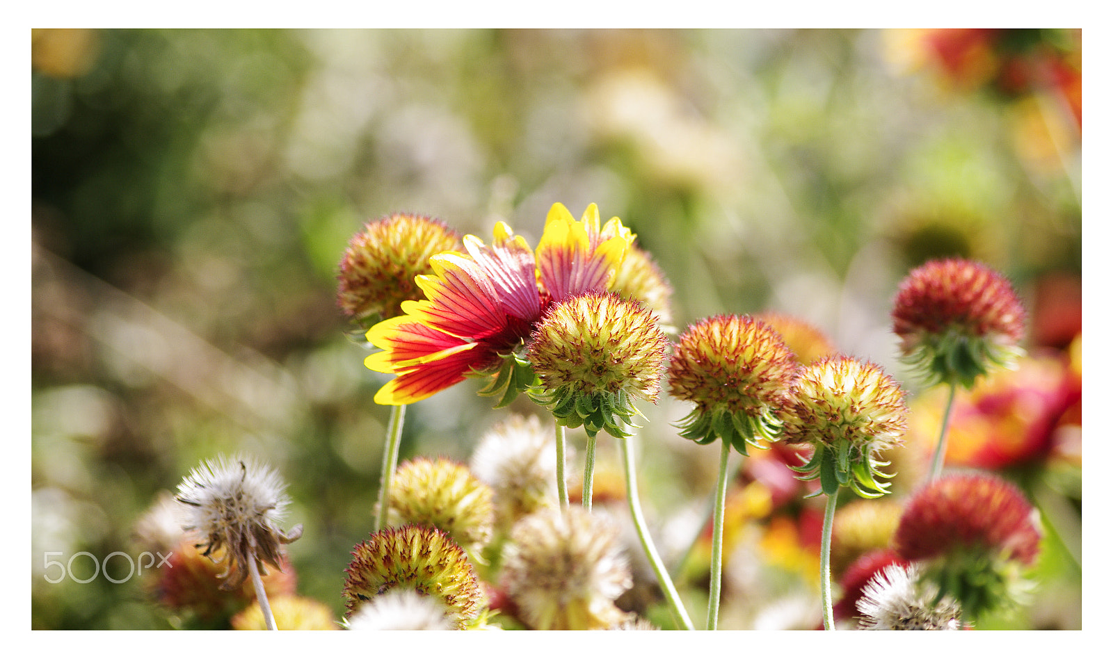 smc PENTAX-DA L 55-300mm F4-5.8 ED sample photo. Flowers photography