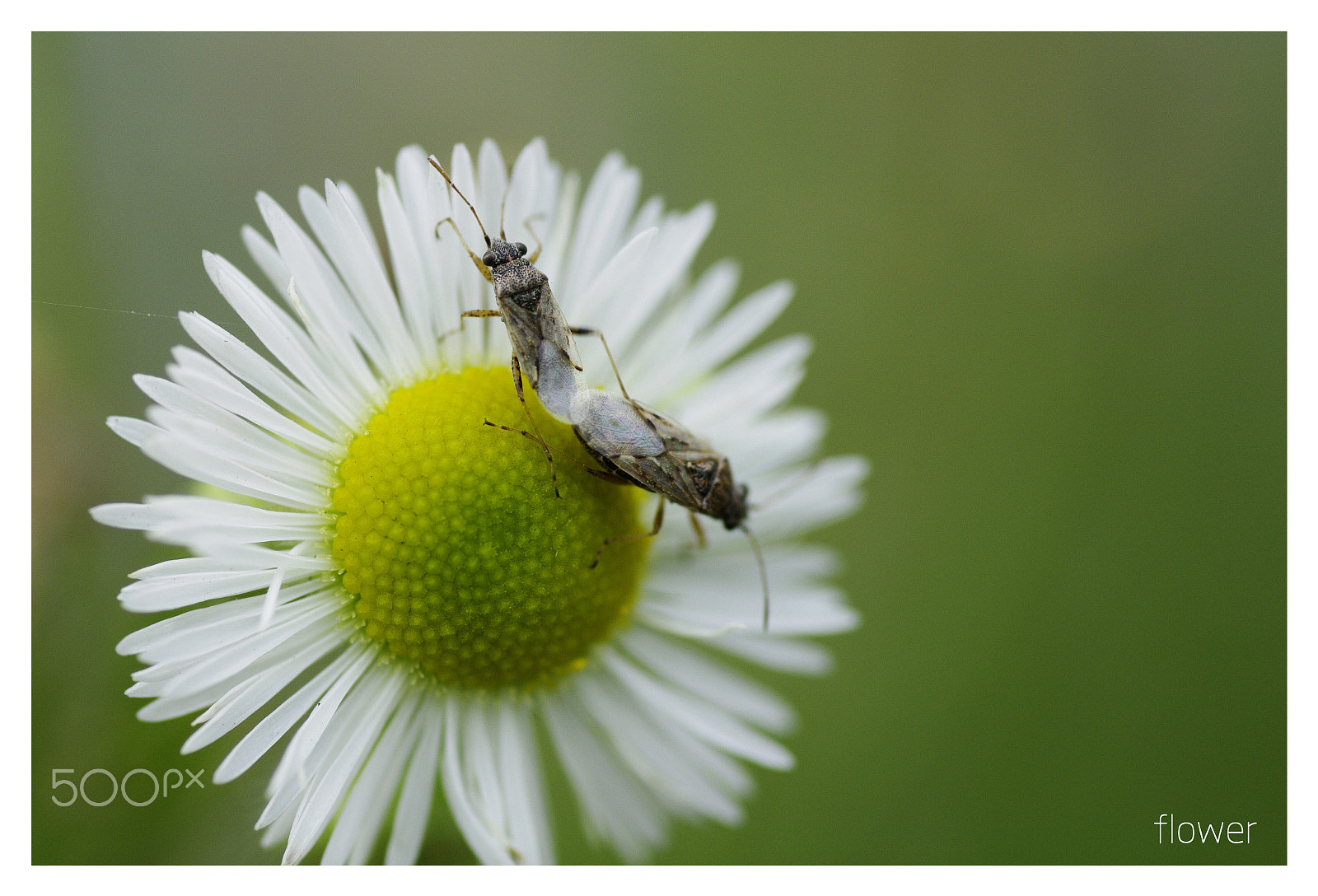 Pentax K-7 sample photo. Flower photography