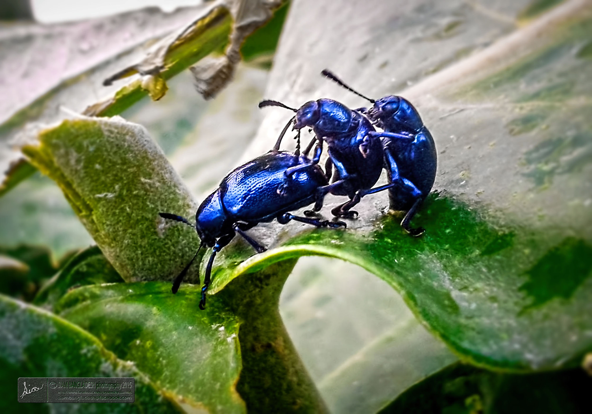 Samsung Galaxy S DUOS sample photo. Blue insects  photography