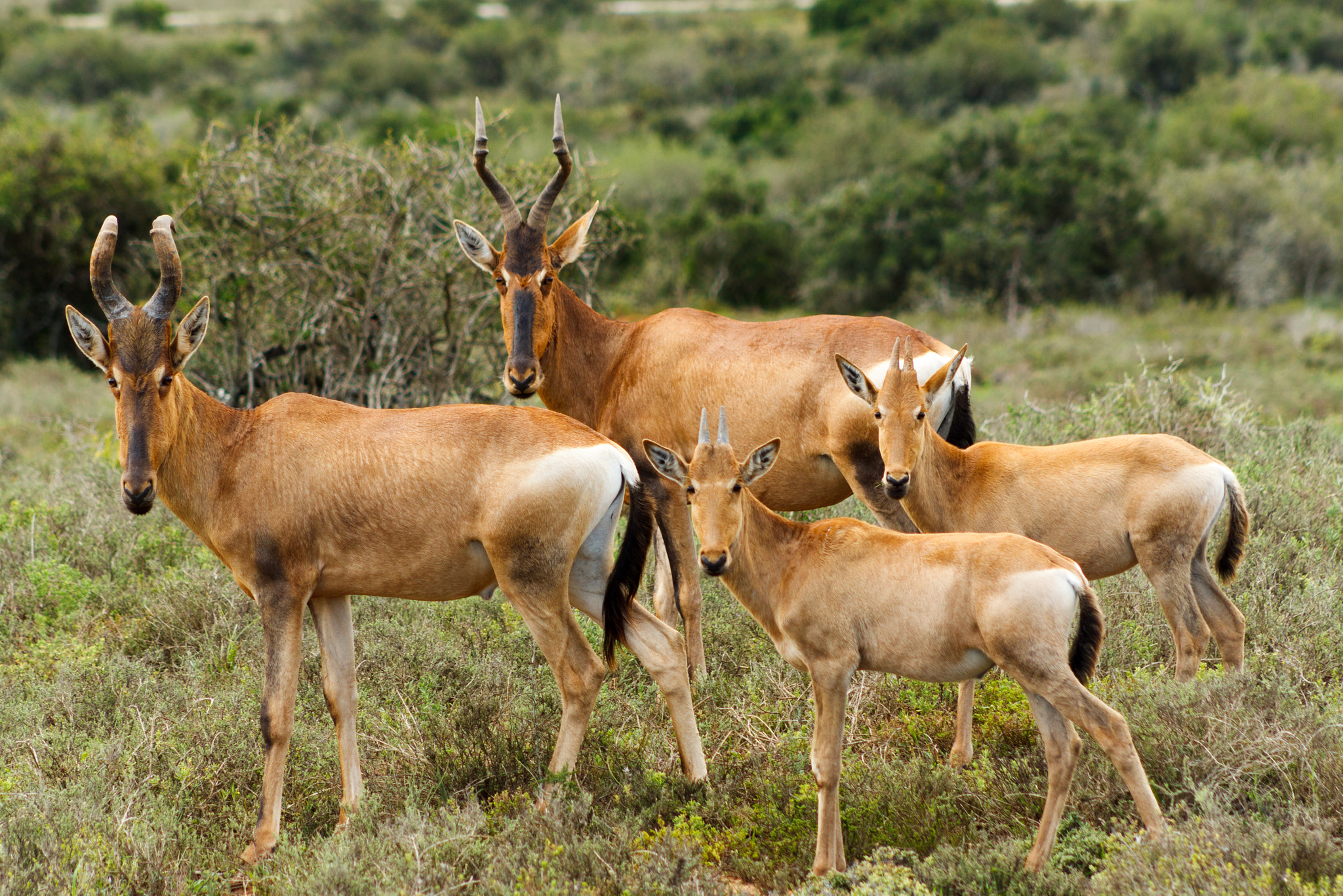 Canon EOS 50D + EF75-300mm f/4-5.6 sample photo. The family - red harte-beest - alcelaphus buselaphus caama photography