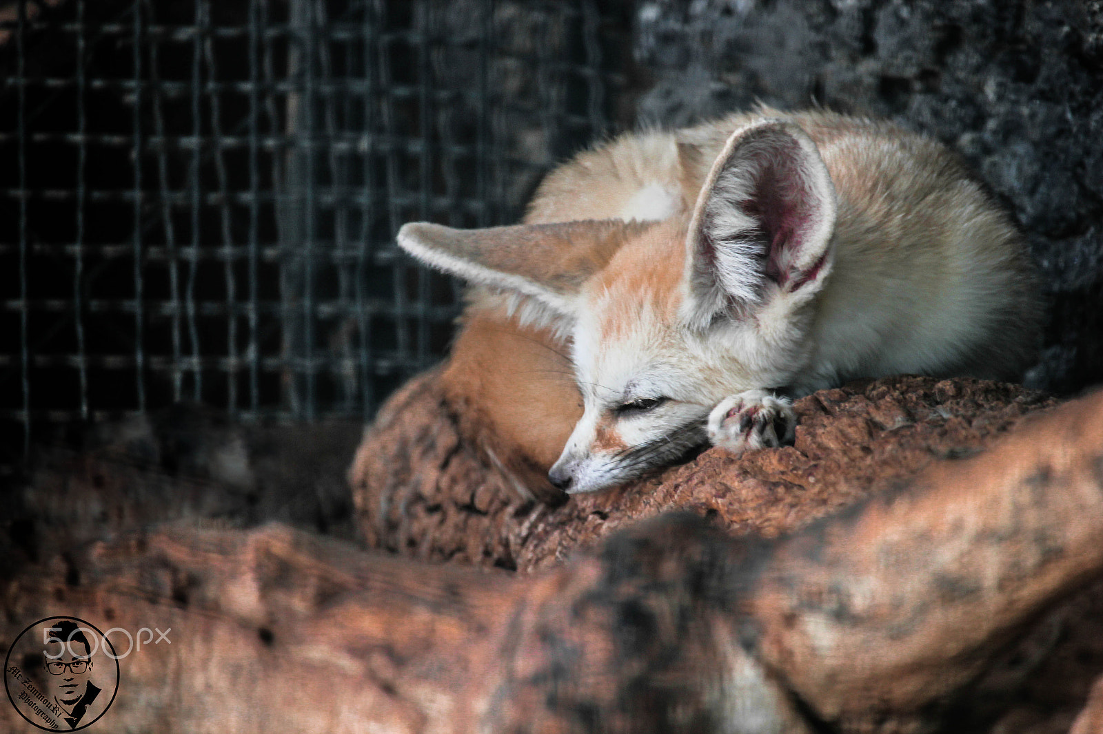 Canon EF-S 55-250mm F4-5.6 IS STM sample photo. Fennec fox photography