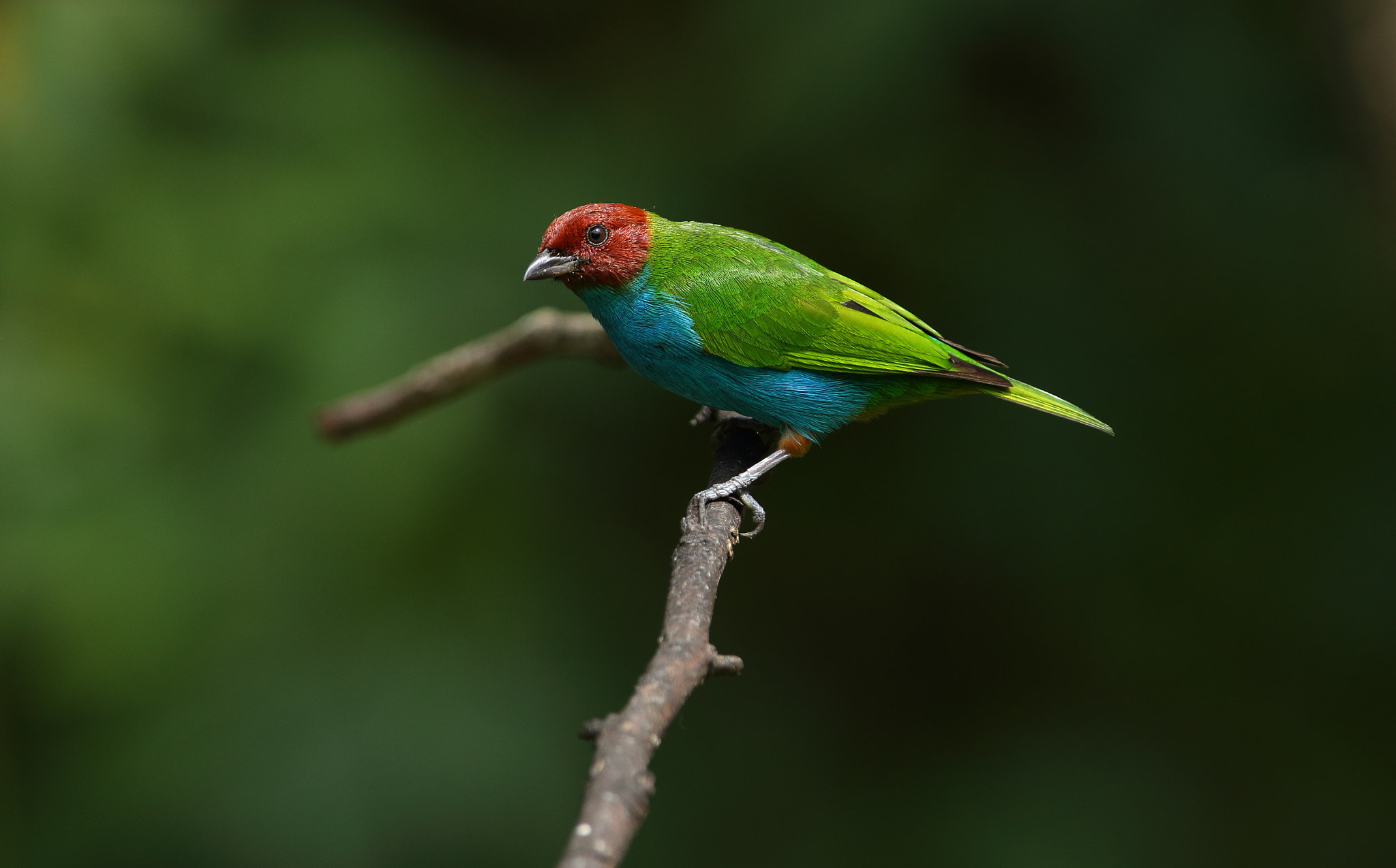 Canon EF 300mm F2.8L IS USM sample photo. Bay-headed tanager - tangara gyrola photography