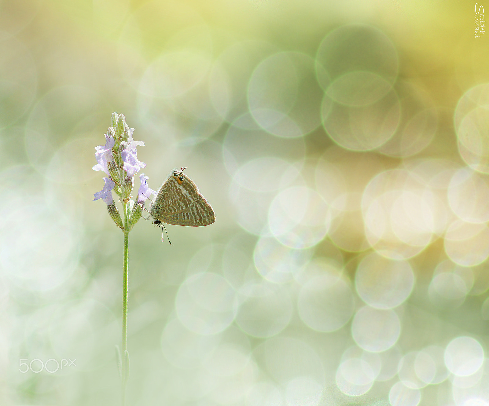Tamron SP AF 90mm F2.8 Di Macro sample photo. Happy morning photography