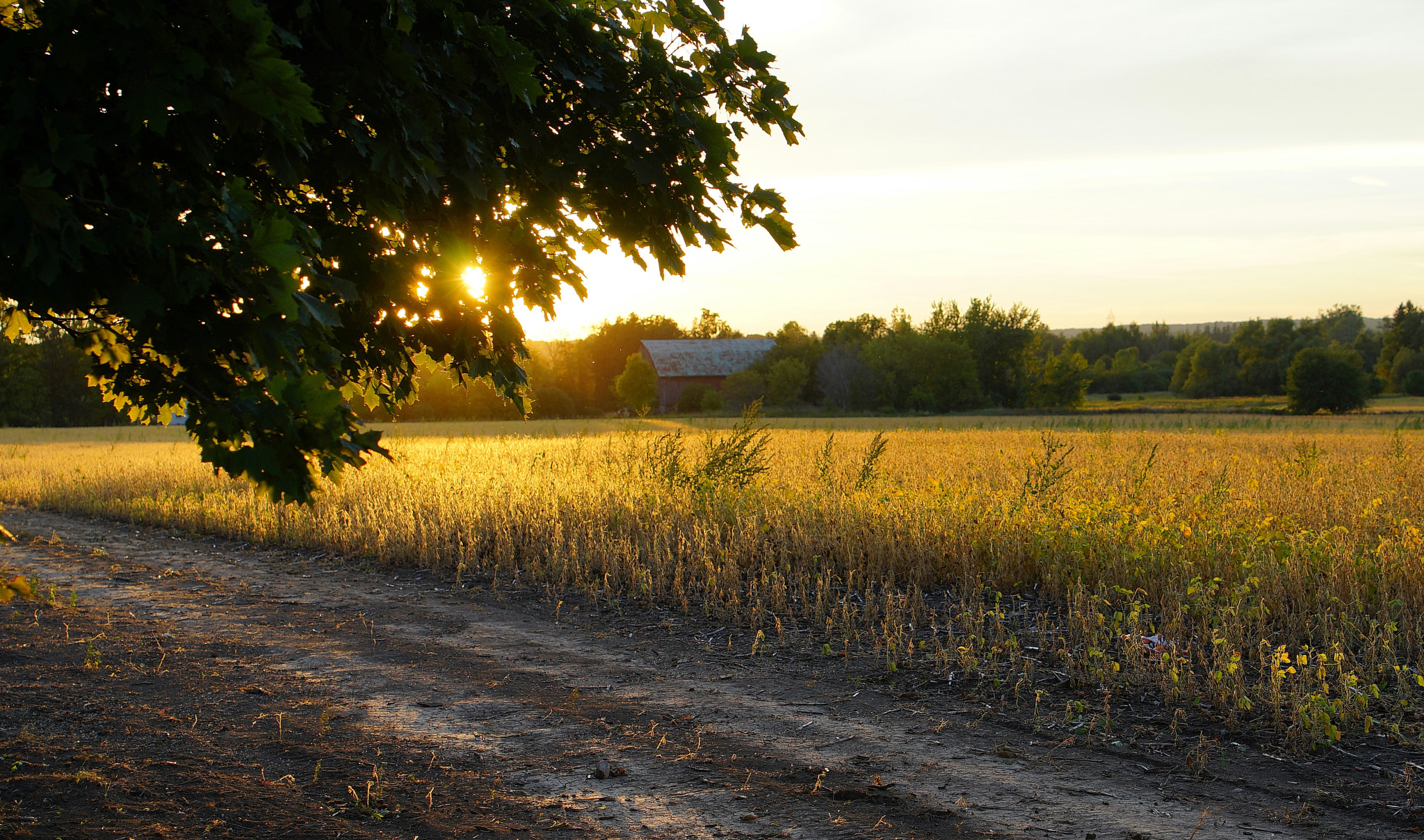 Sony a7 + Sony Vario Tessar T* FE 24-70mm F4 ZA OSS sample photo. Country road photography