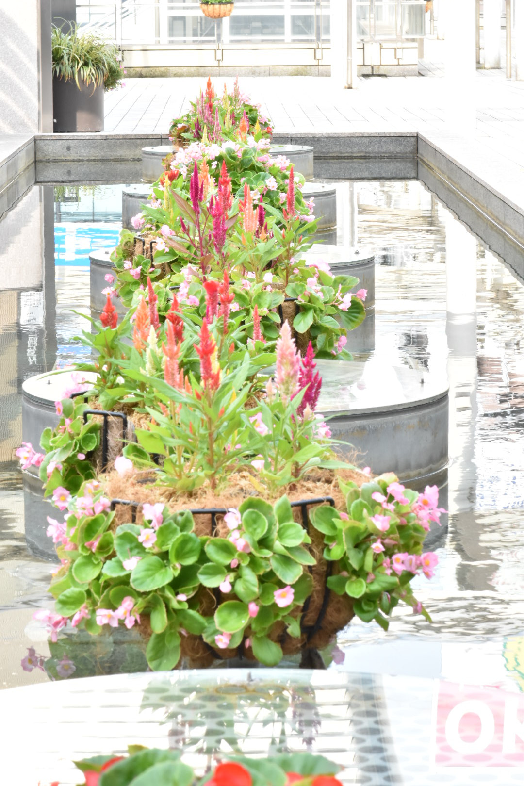 Nikon AF-S DX Micro-Nikkor 85mm F3.5G ED VR sample photo. New colors  photography