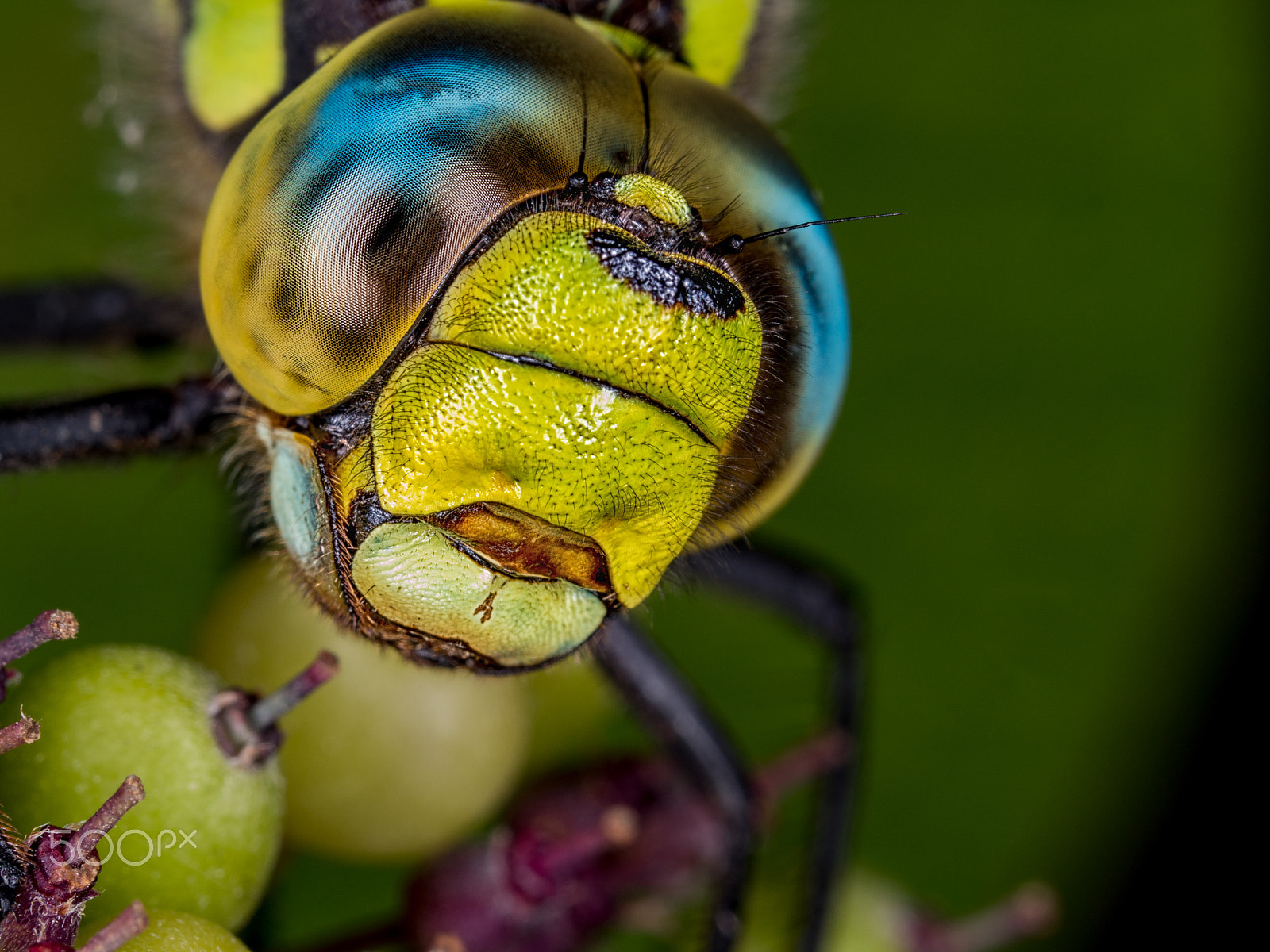 Olympus M.Zuiko Digital ED 60mm F2.8 Macro sample photo. Dragonfly photography