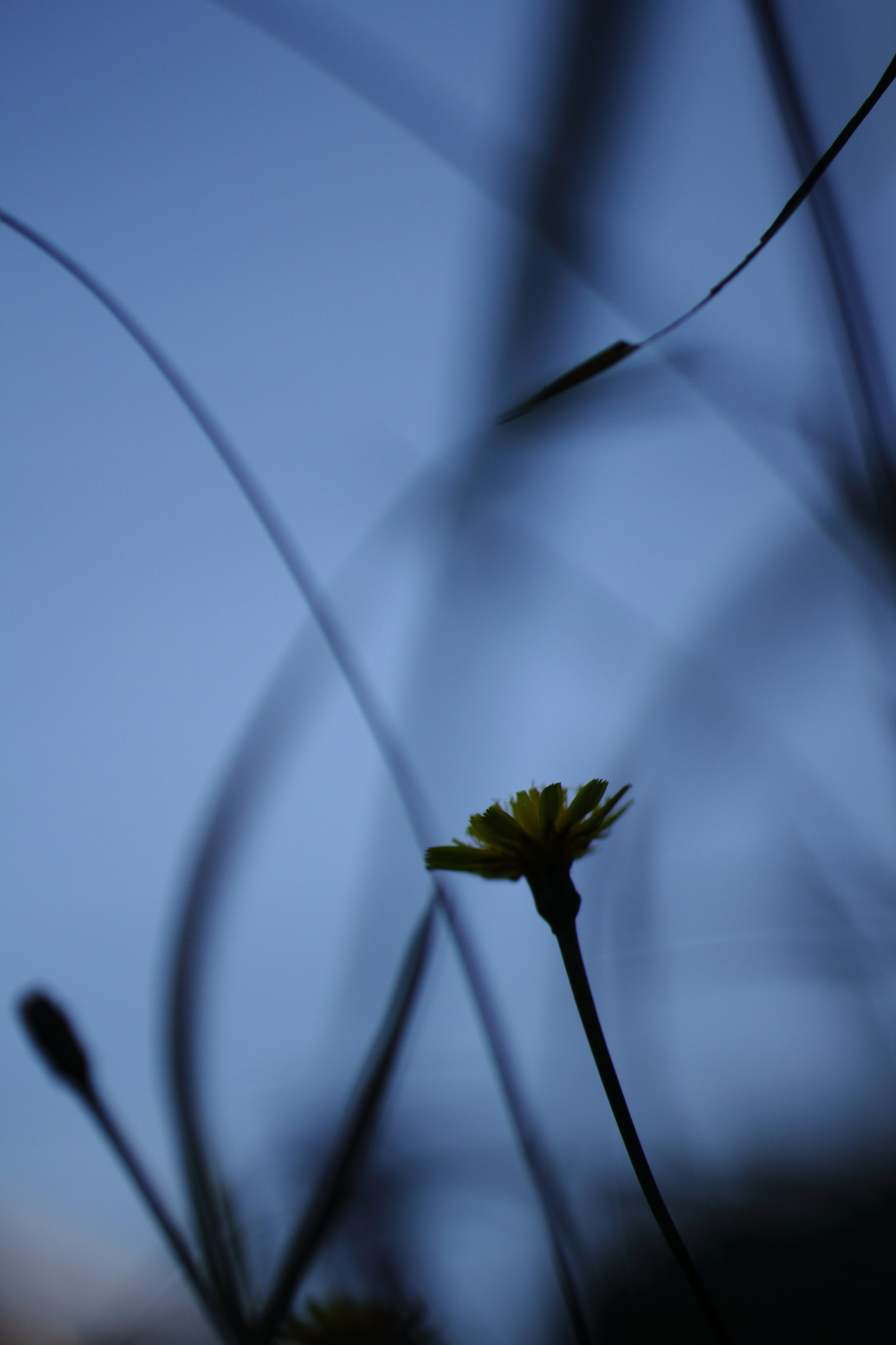 Tamron SP AF 60mm F2 Di II LD IF Macro sample photo. Road of wind photography