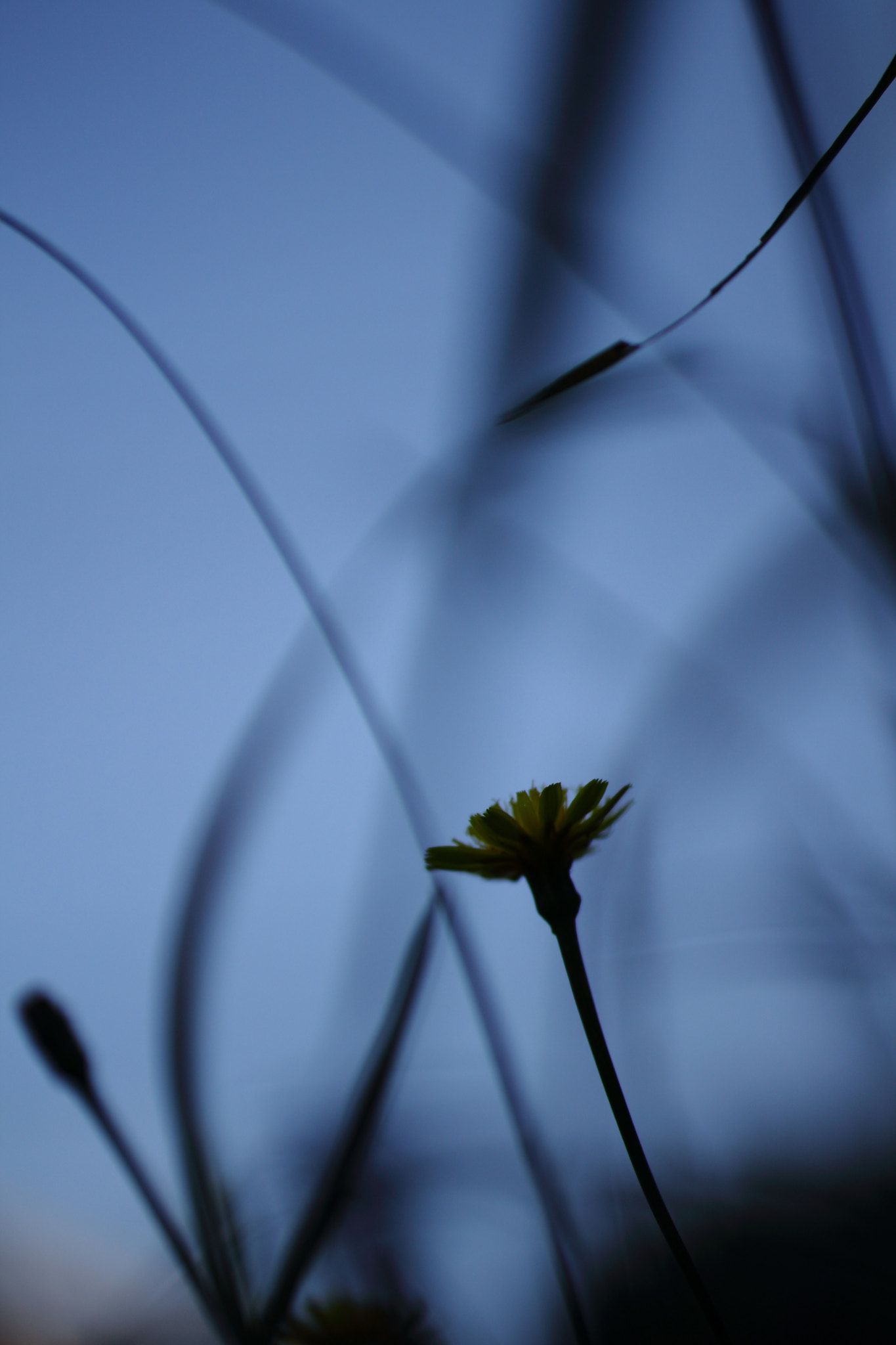 Canon EOS 60D + Tamron SP AF 60mm F2 Di II LD IF Macro sample photo. Road of wind photography