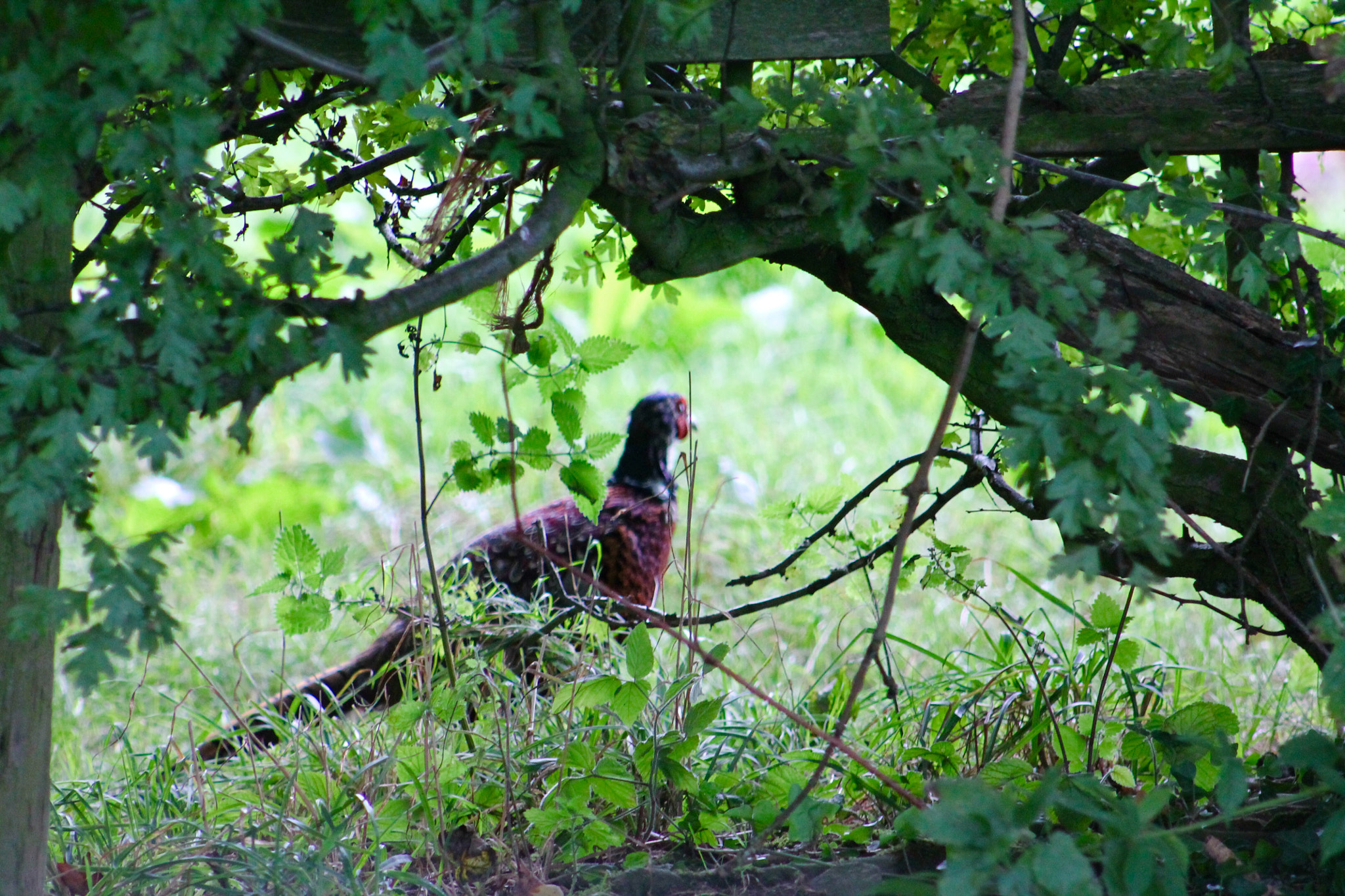 Canon EF75-300mm f/4-5.6 sample photo. Cock pheasant photography