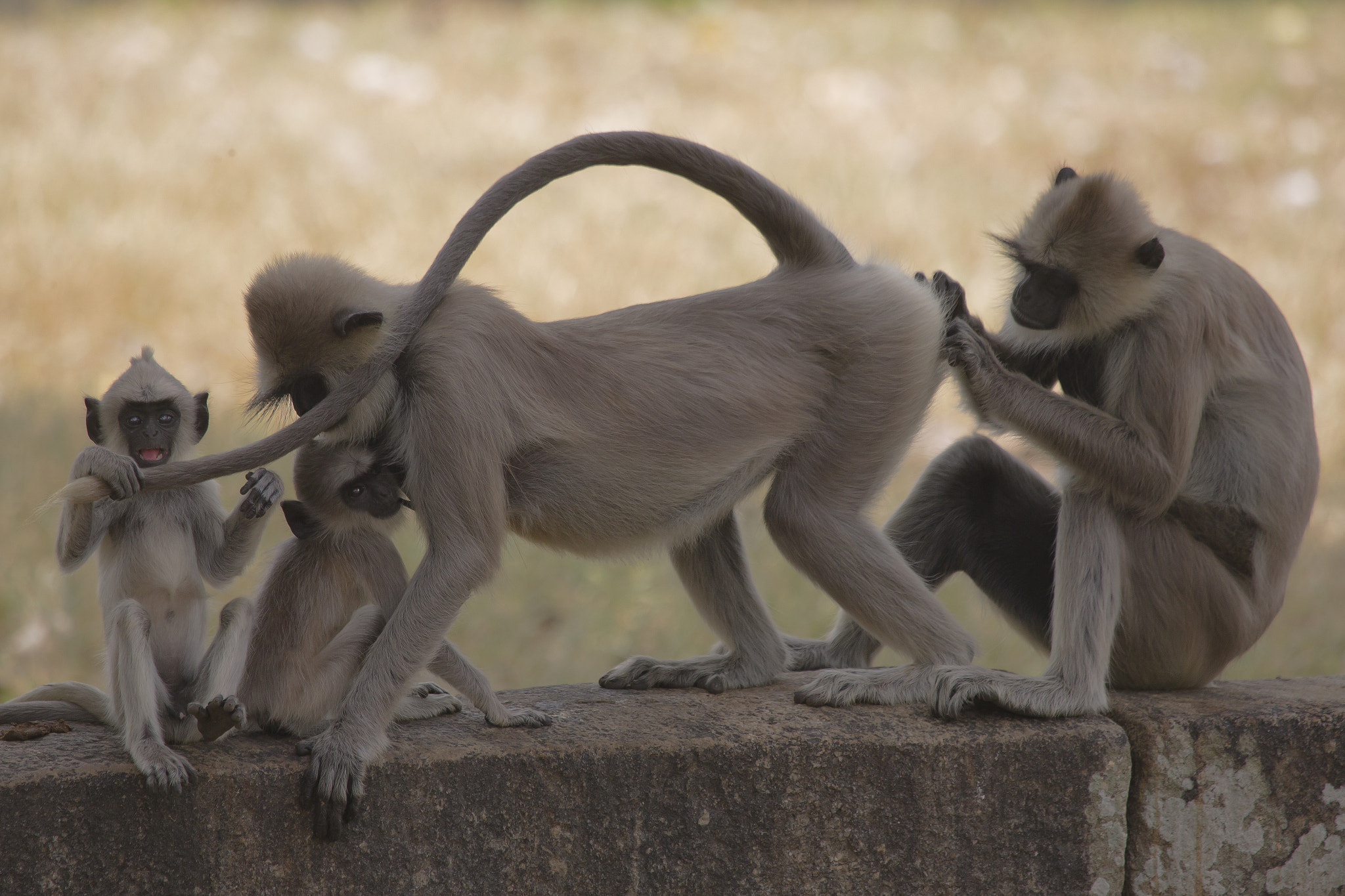 Canon EF 100-400mm F4.5-5.6L IS USM sample photo. Monkeys in sri lanka photography