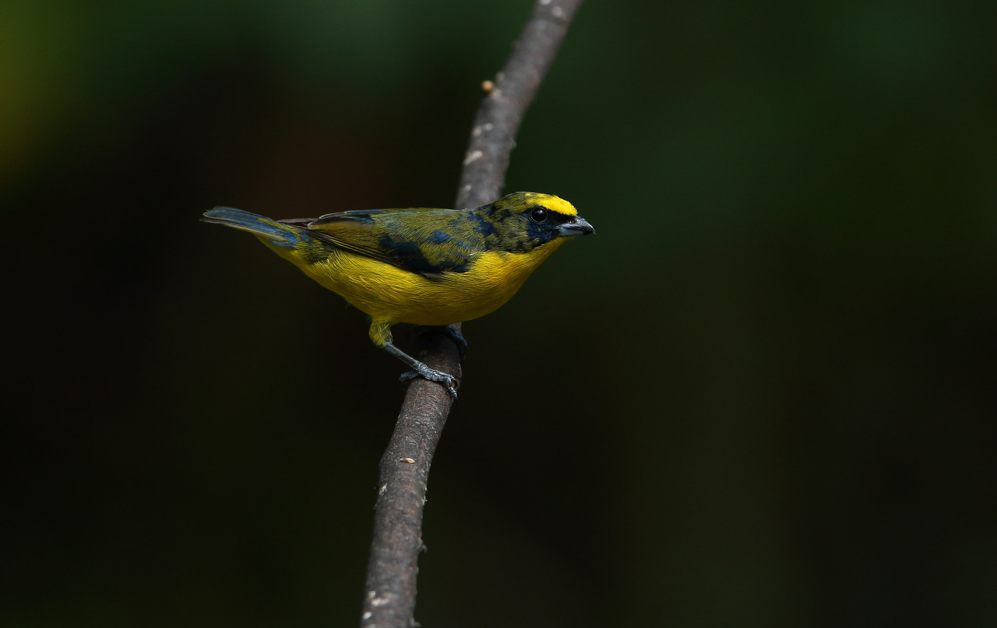 Canon EF 300mm F2.8L IS USM sample photo. Thick-billed euphonia photography